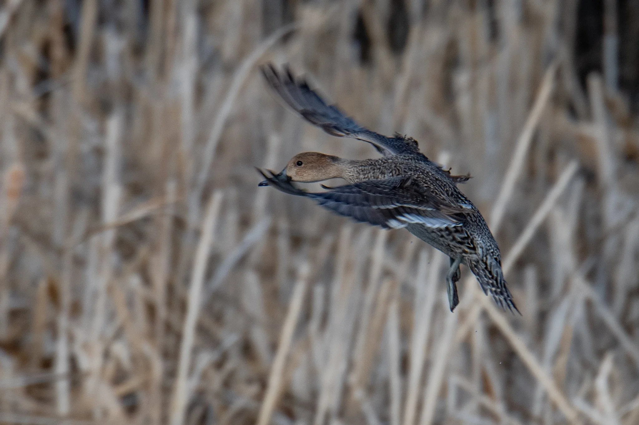 Northern Pintail (Anas acuta)
