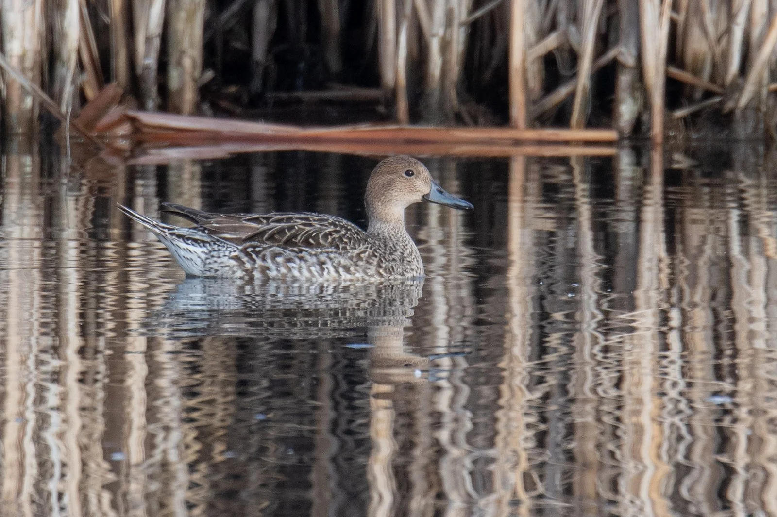 Northern Pintail (Anas acuta)