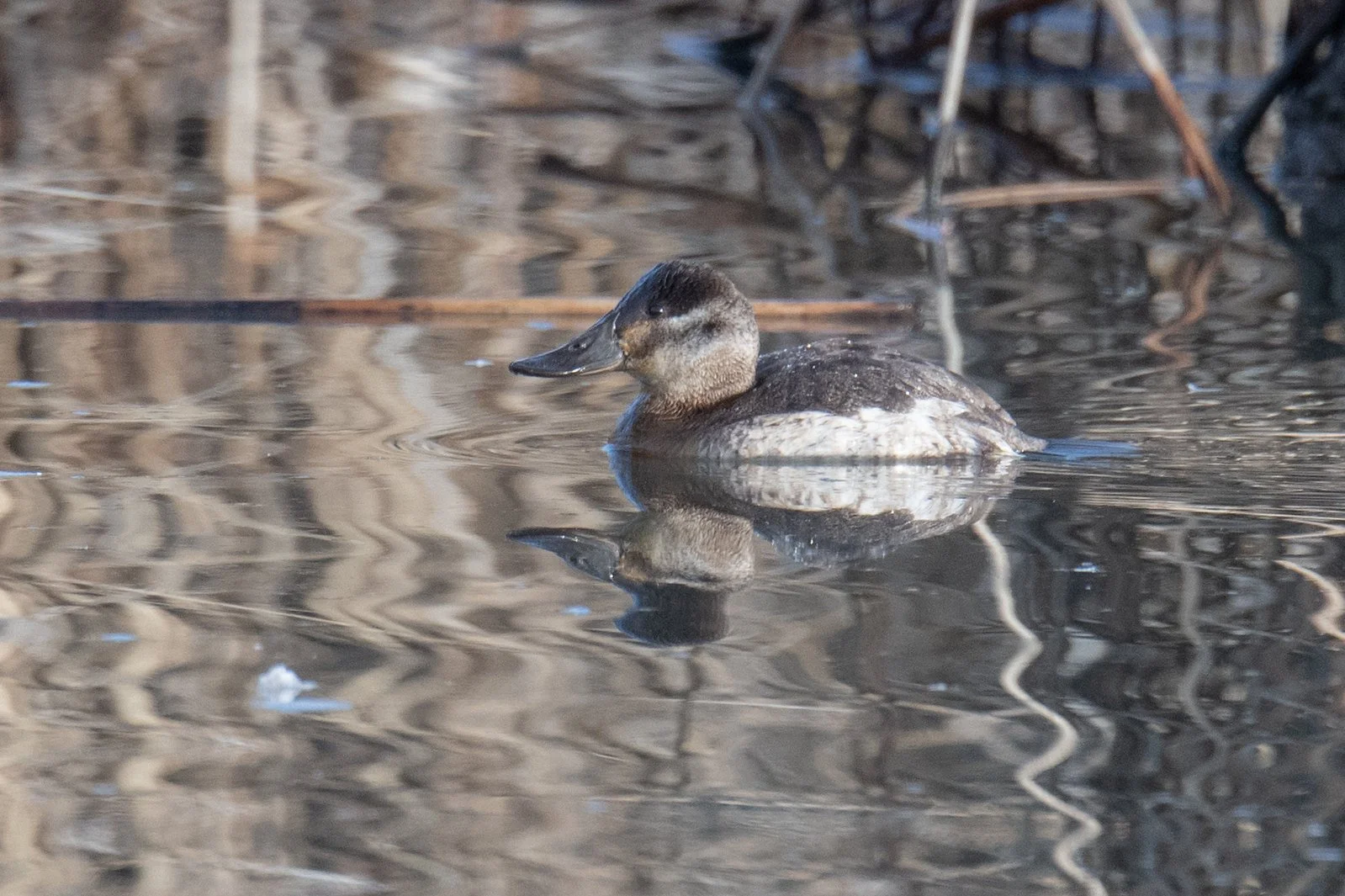 Ruddy Duck (Oxyura jamaicensis)