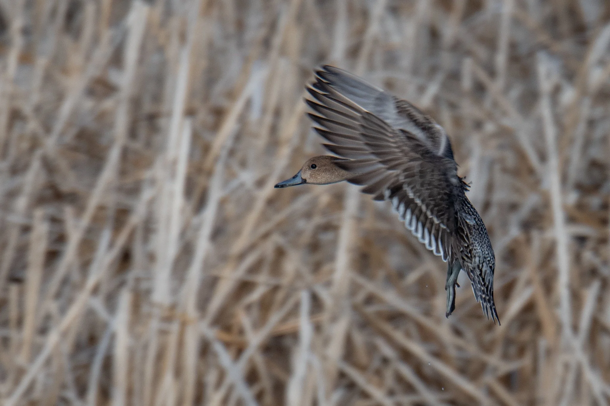 Northern Pintail (Anas acuta)
