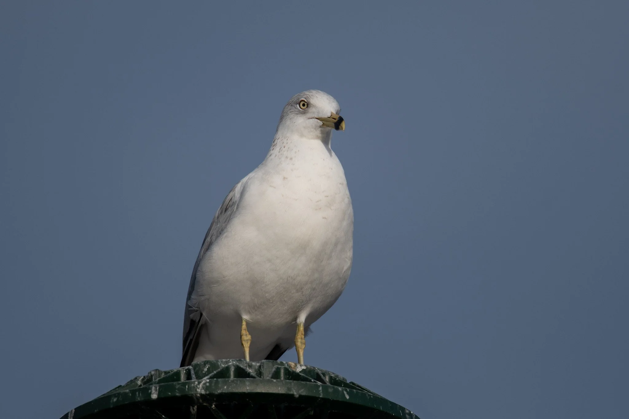 Ring-billed Gull (Larus delawarensis)