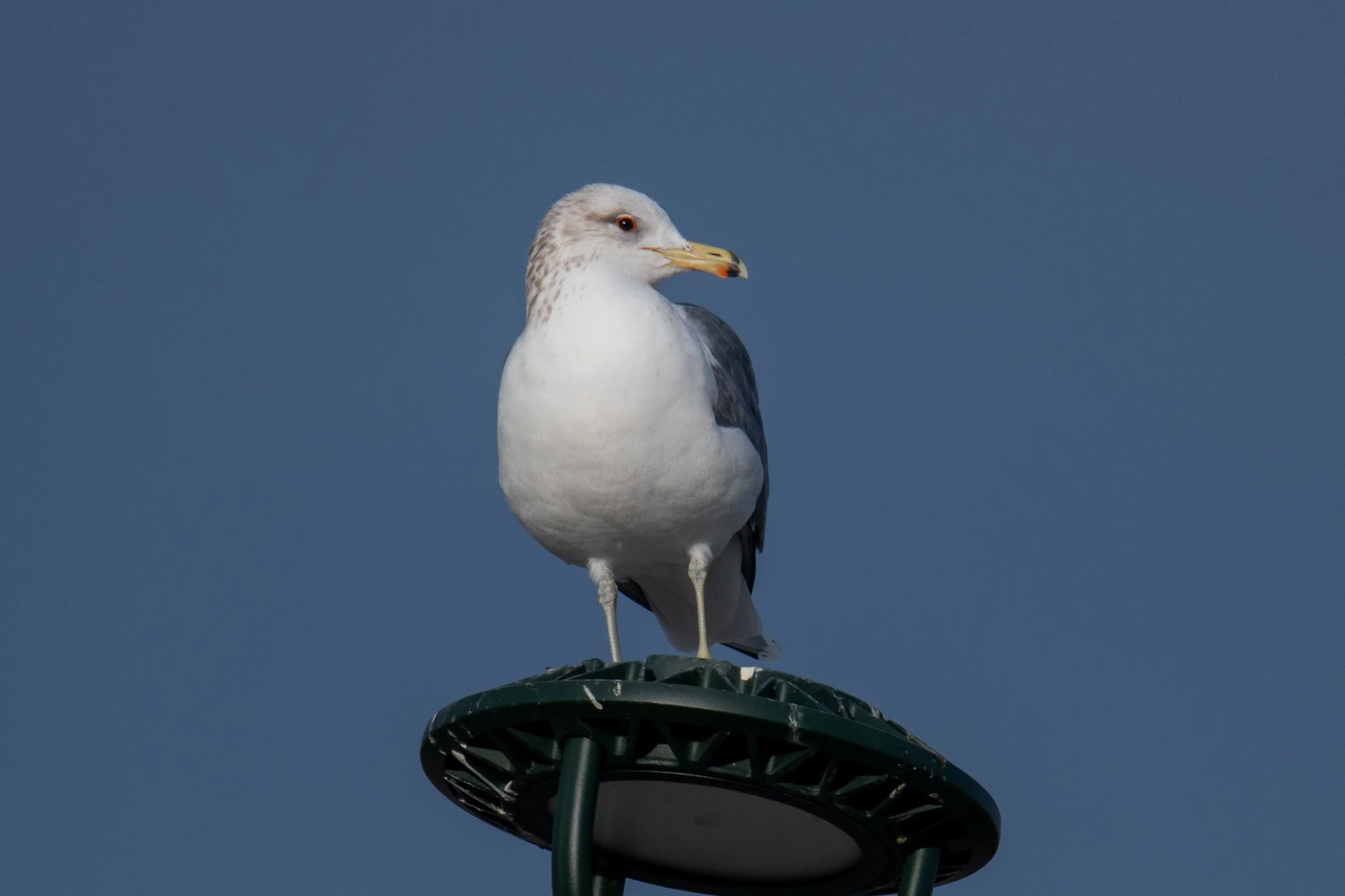 California Gull (Larus californicus)