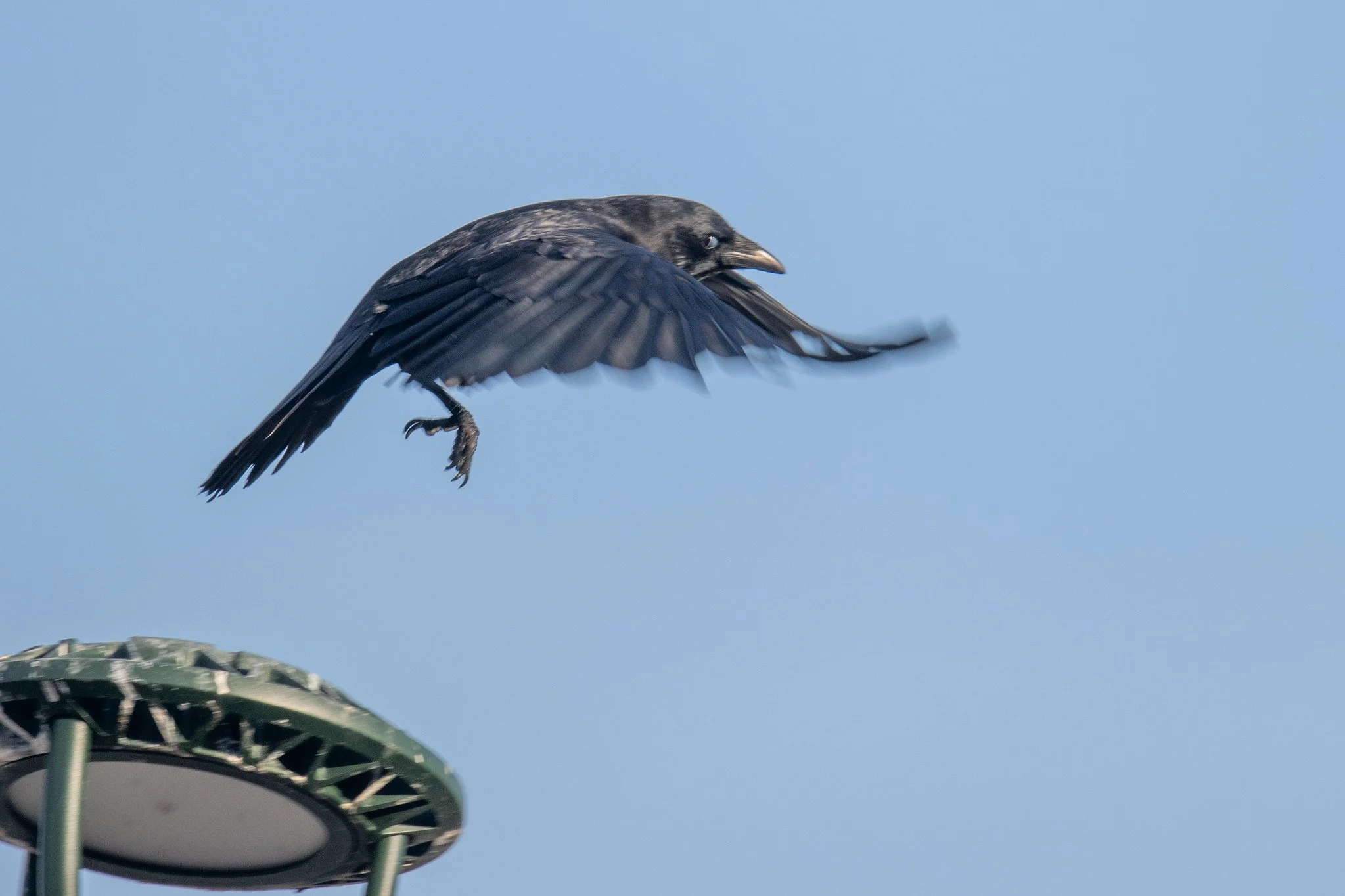 American Crow (Corvus brachyrhynchos)