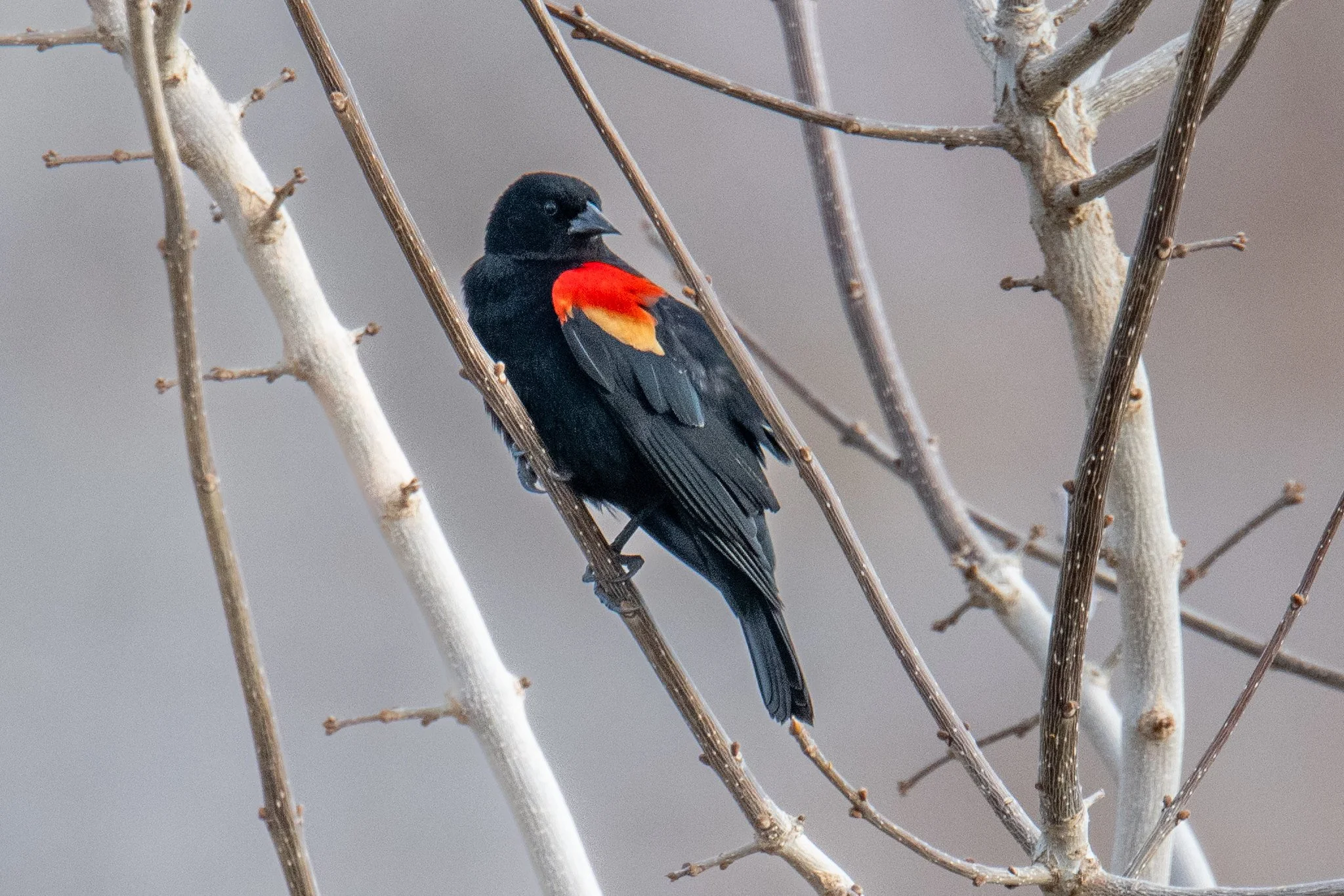 Red-winged Blackbird (Agelaius phoeniceus)