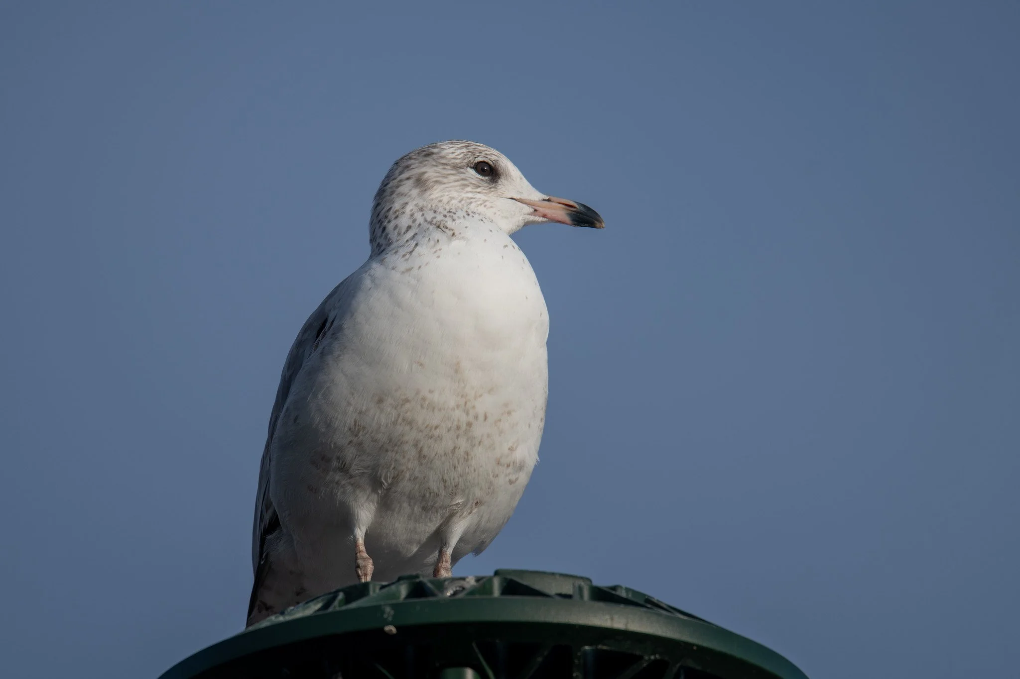 Ring-billed Gull (Larus delawarensis)