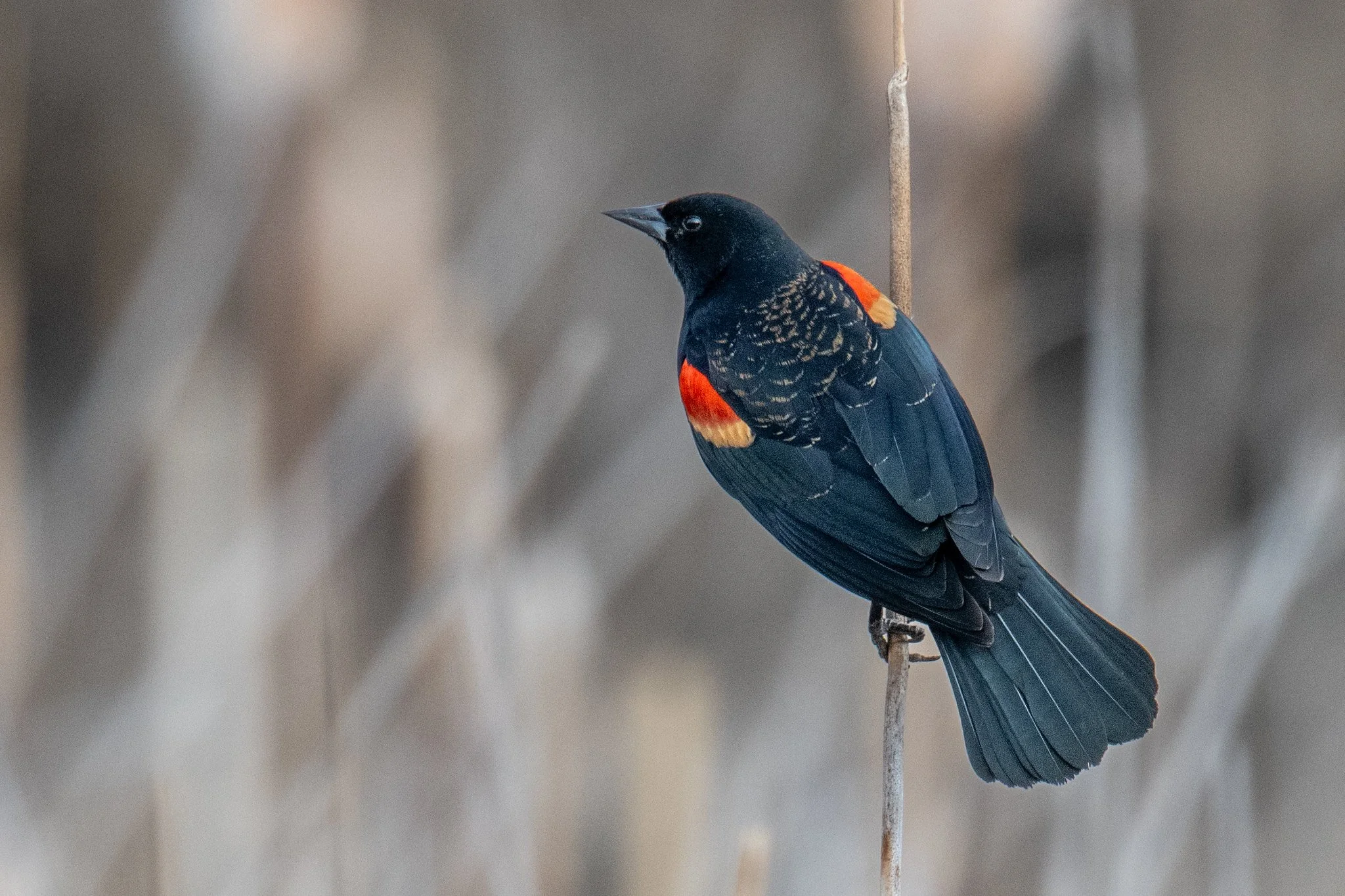 Red-winged Blackbird (Agelaius phoeniceus)