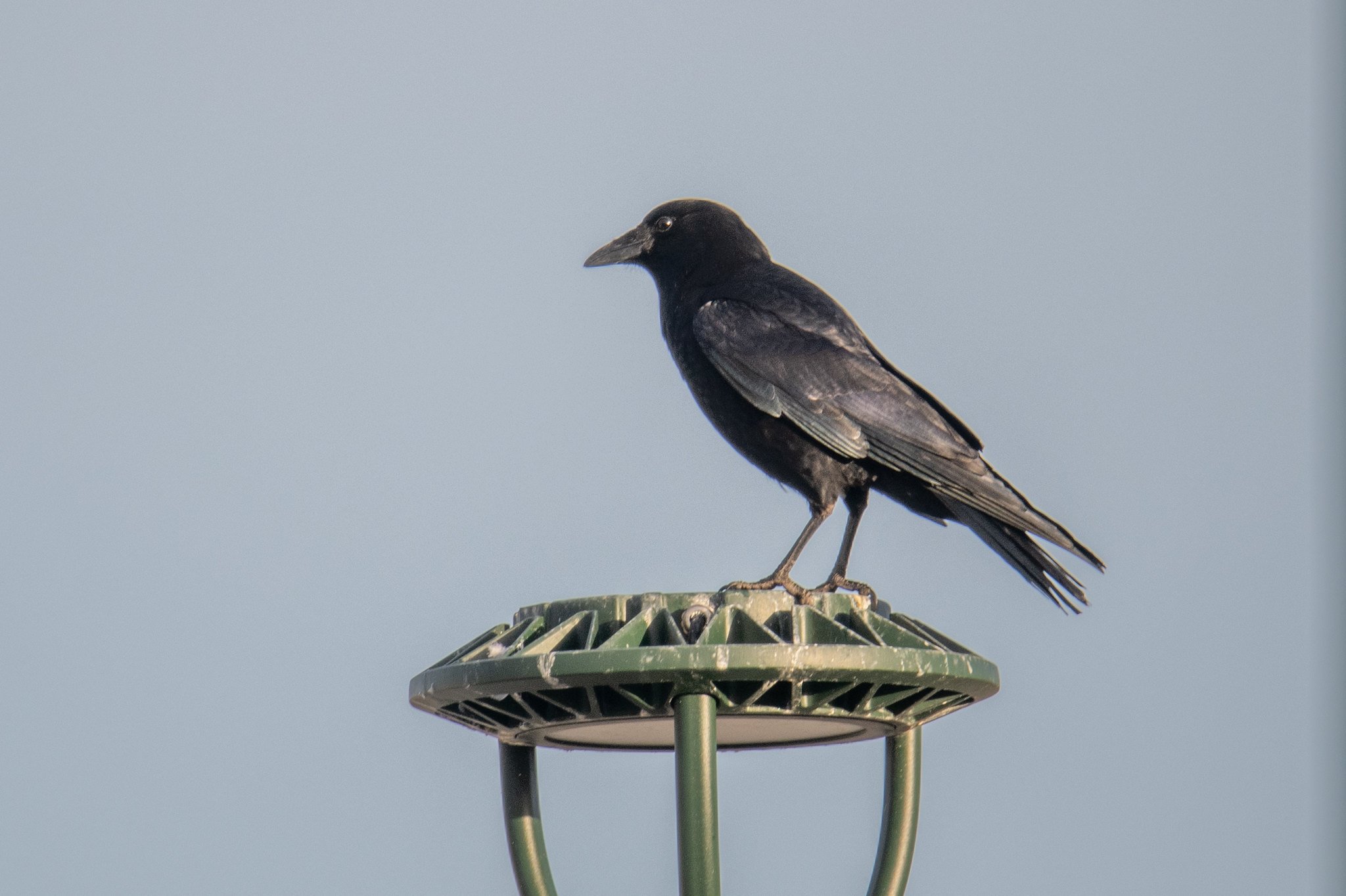 American Crow (Corvus brachyrhynchos)