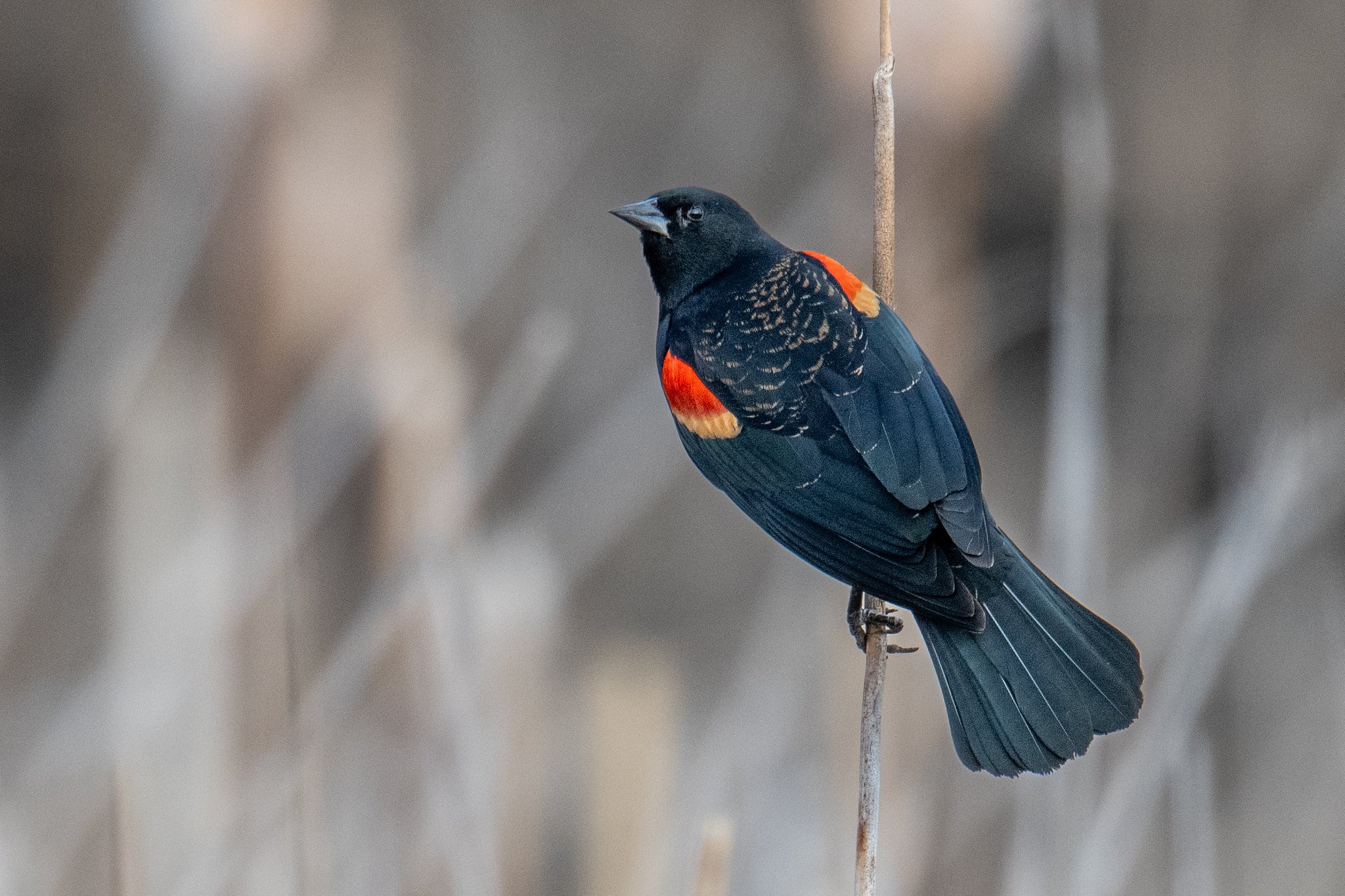 Red-winged Blackbird (Agelaius phoeniceus)