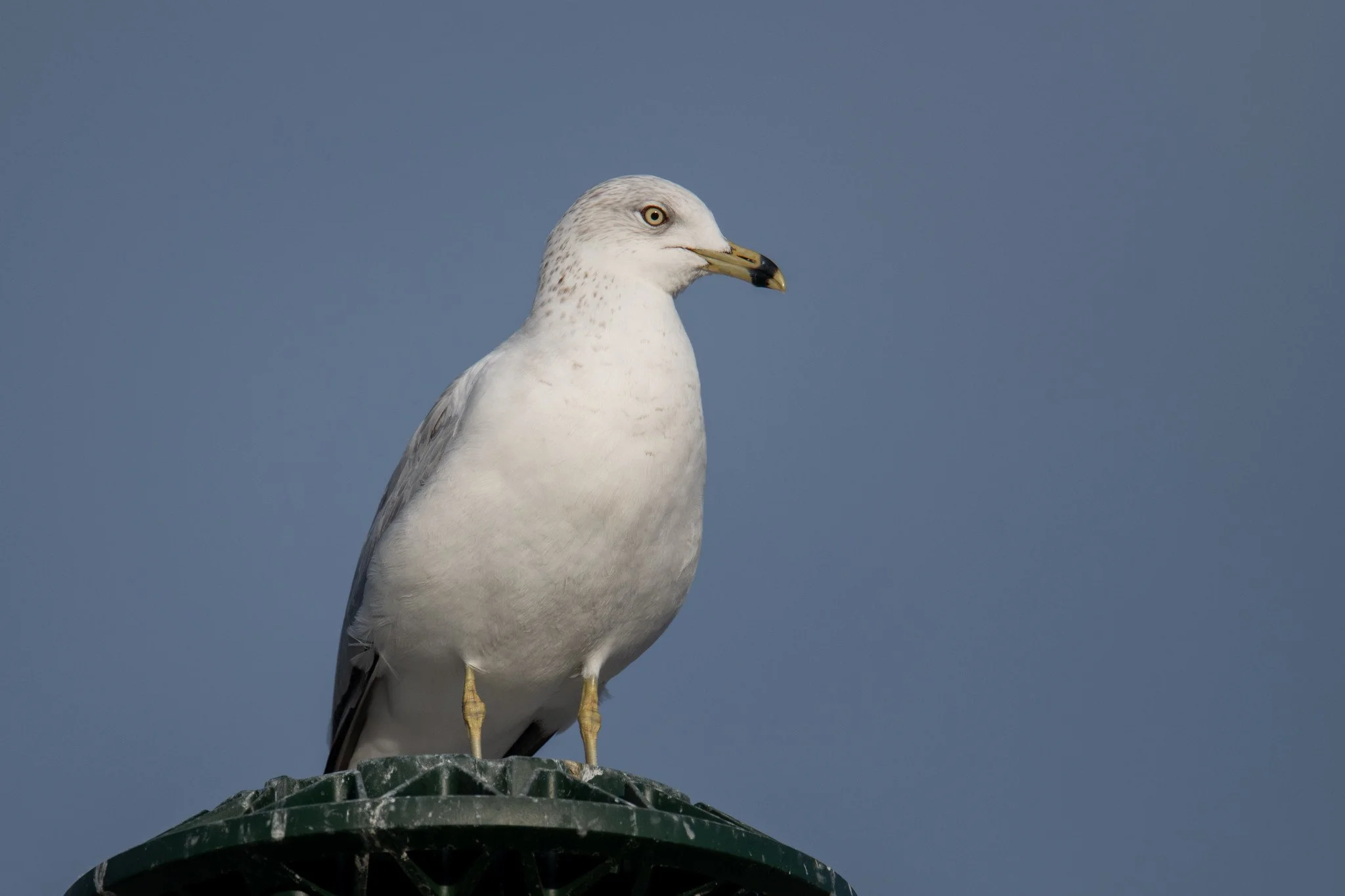 Ring-billed Gull (Larus delawarensis)