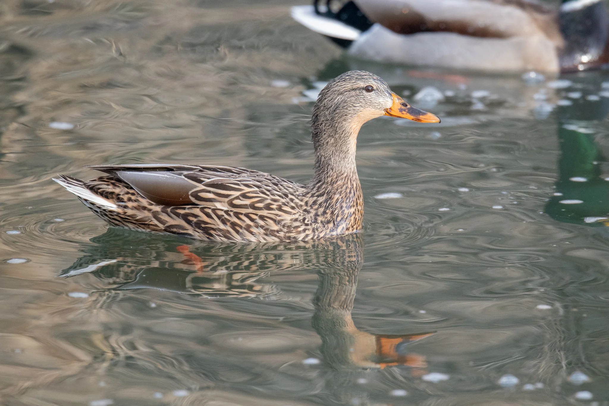 Mallard (Anas platyrhynchos)