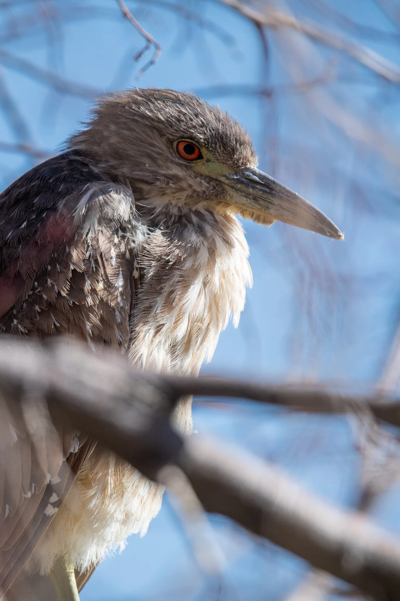 Black-crowned Night Heron (Nycticorax nycticorax)