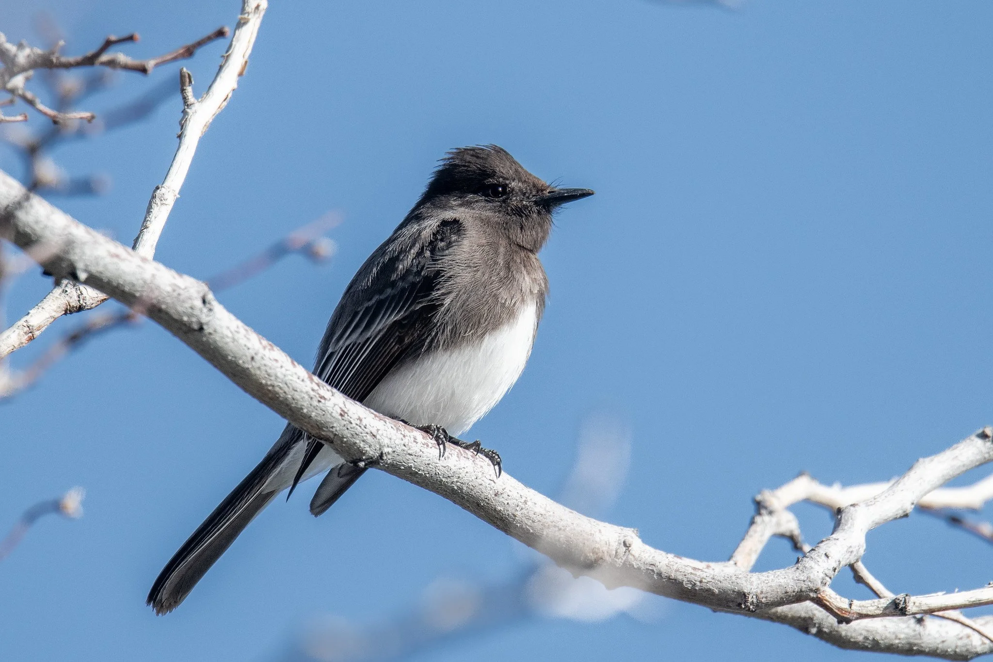 Black Phoebe (Sayornis nigricans)