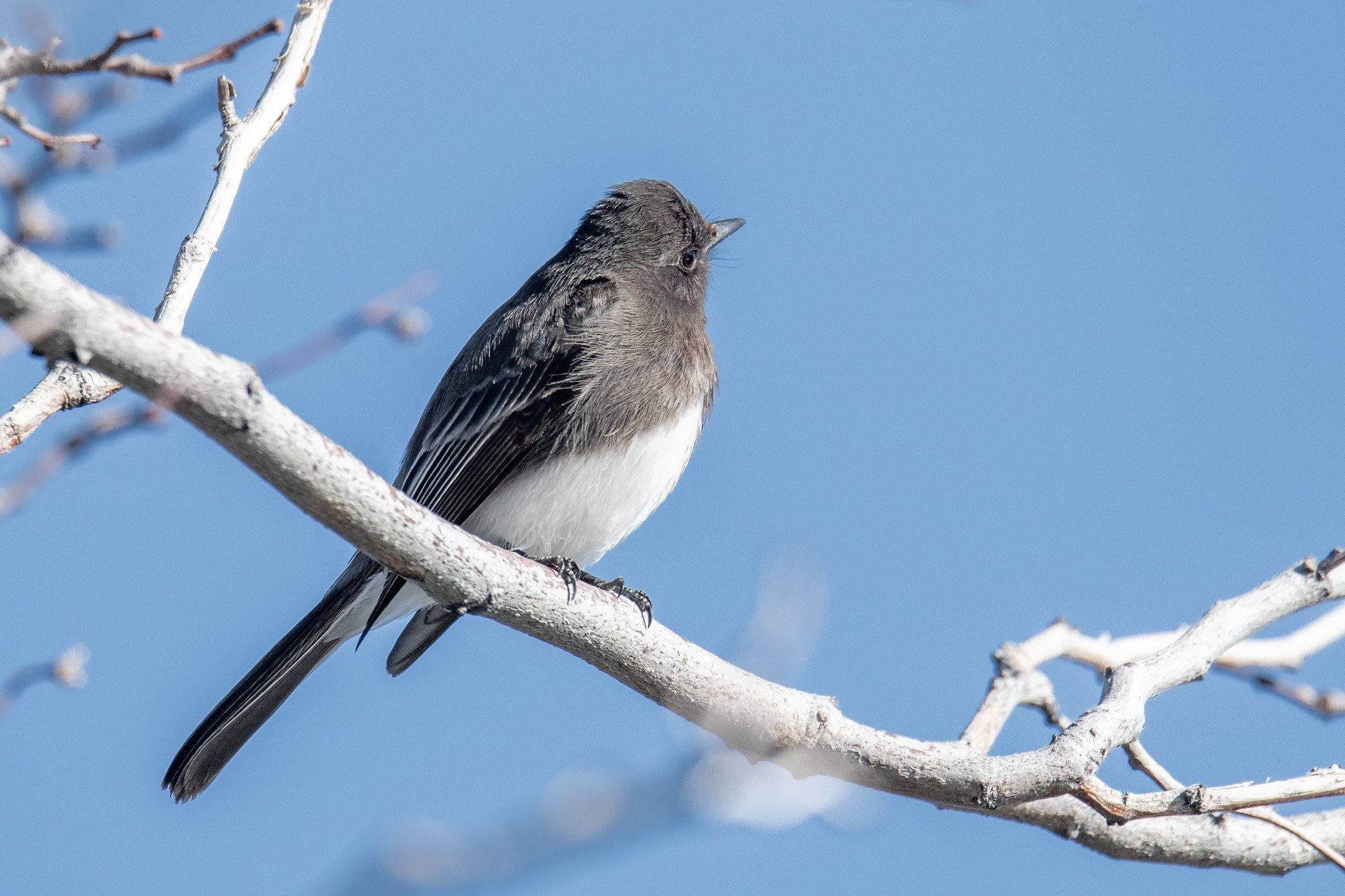 Black Phoebe (Sayornis nigricans)