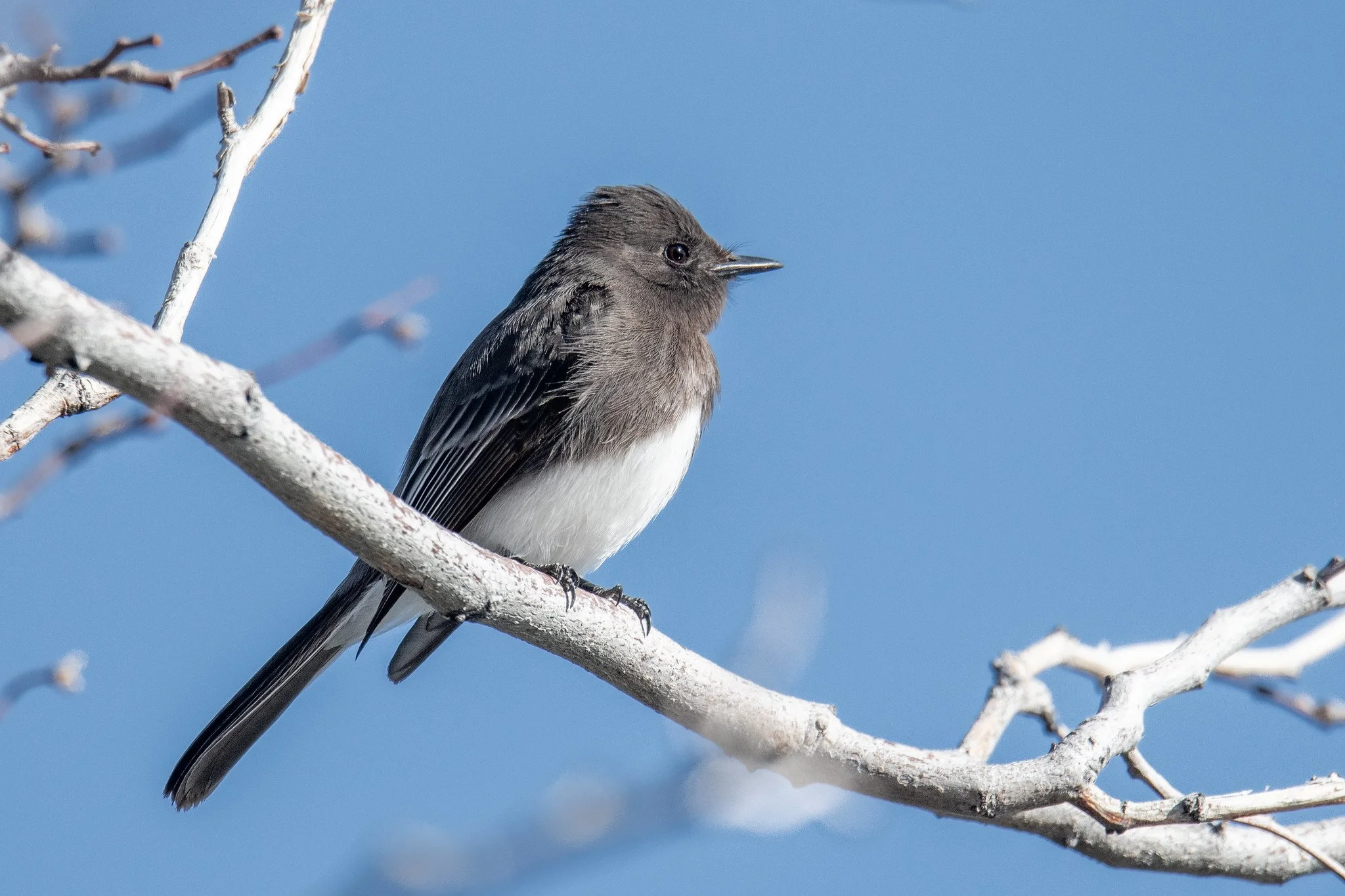 Black Phoebe (Sayornis nigricans)