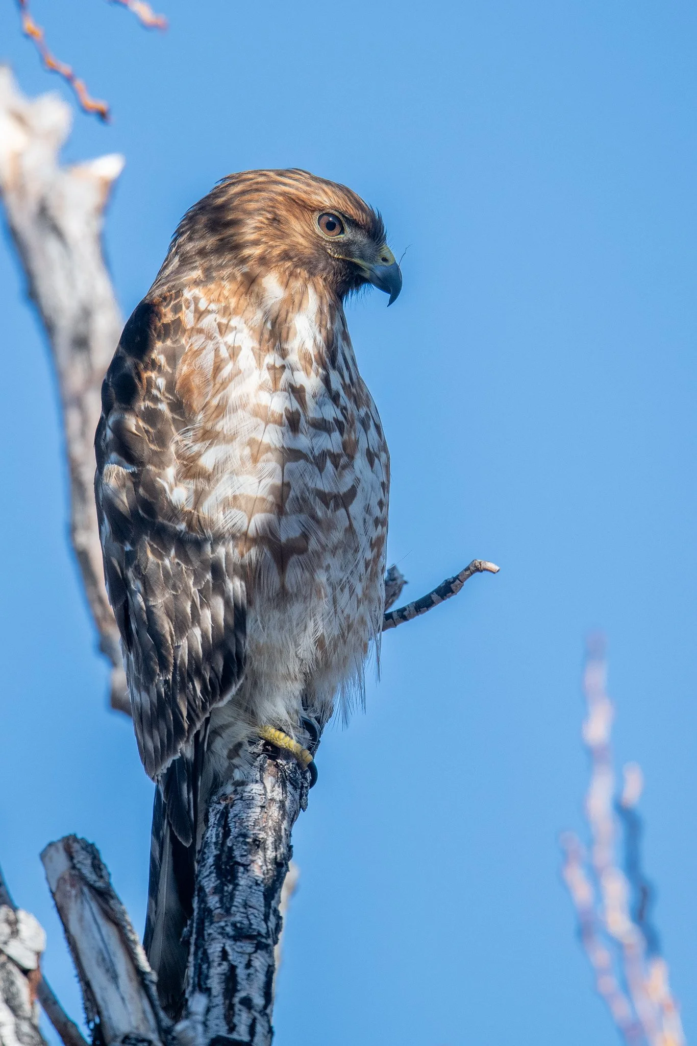 Red-shouldered Hawk (Buteo lineatus)