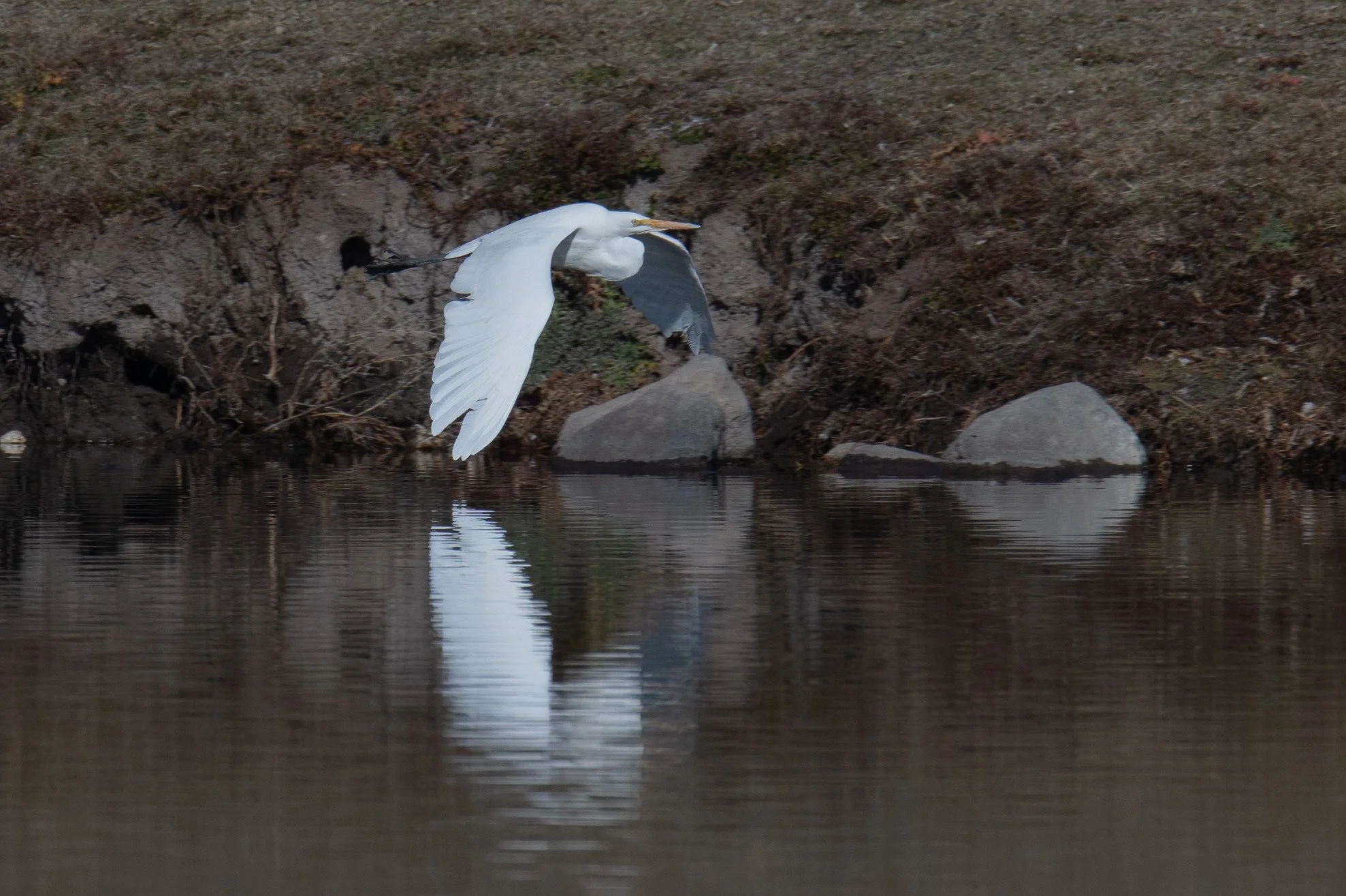 Great Egret (Ardea alba)