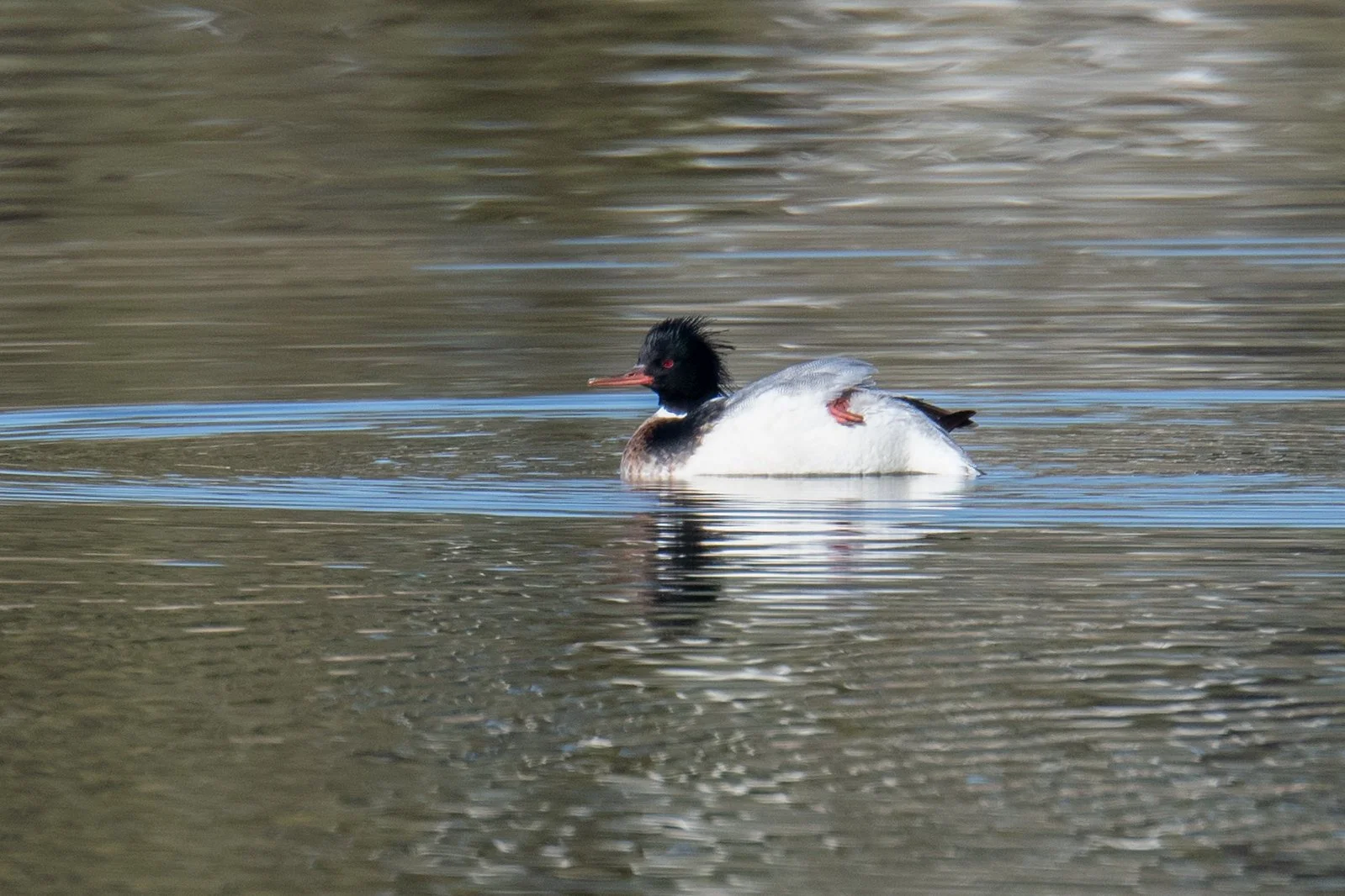 Red-breasted Merganser (Mergus serrator)