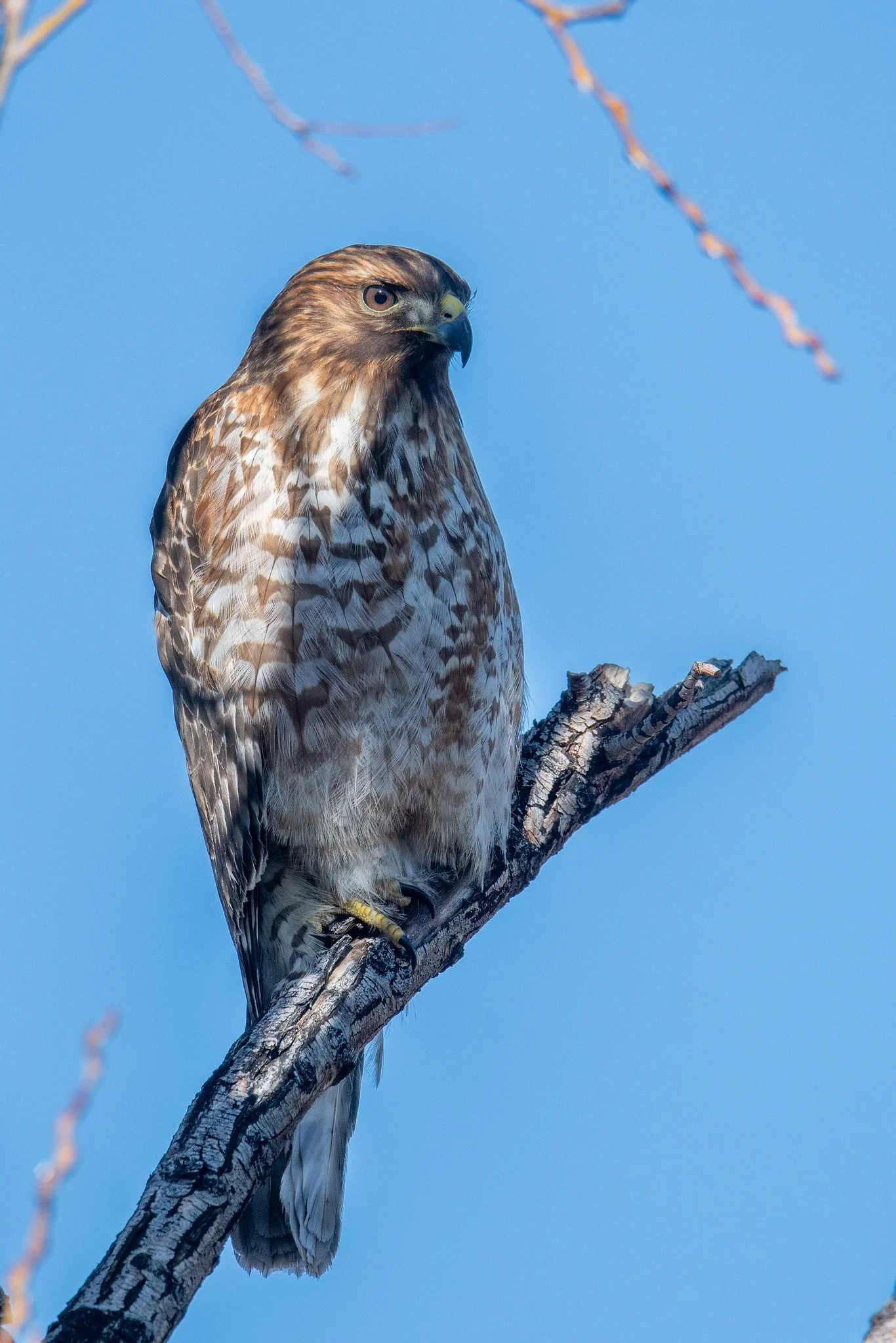 Red-shouldered Hawk (Buteo lineatus)