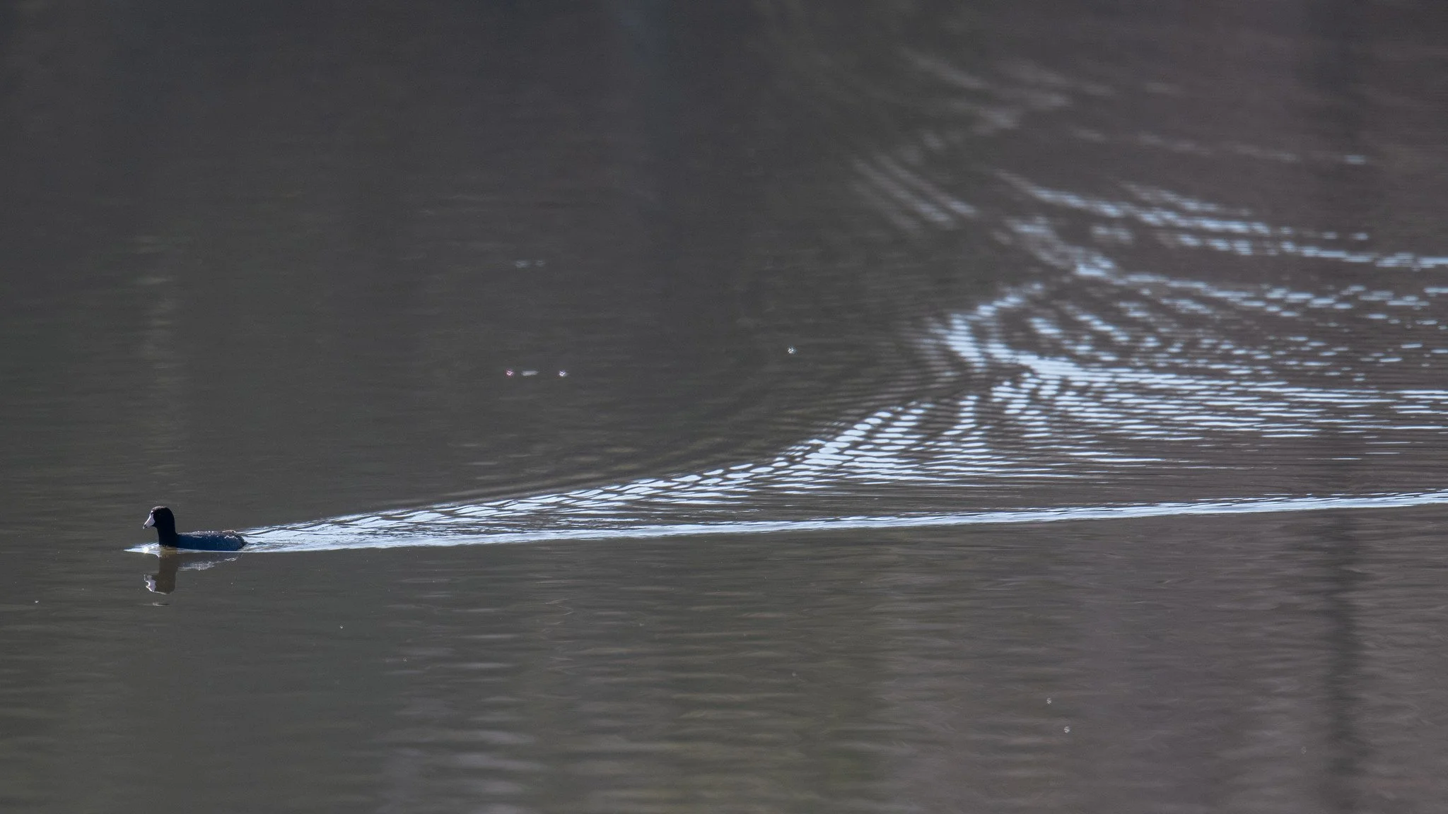 American Coot (Fulica americana)