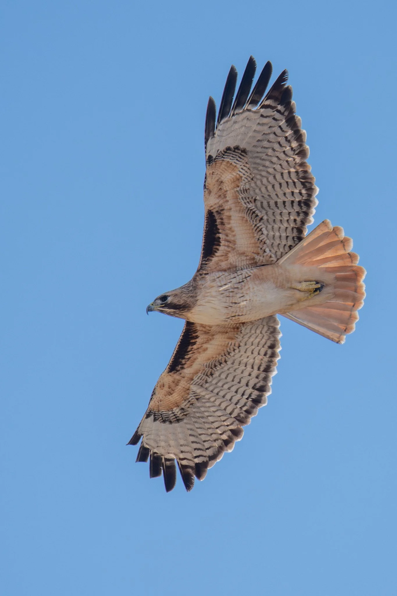 Red-tailed Hawk (Buteo jamaicensis)
