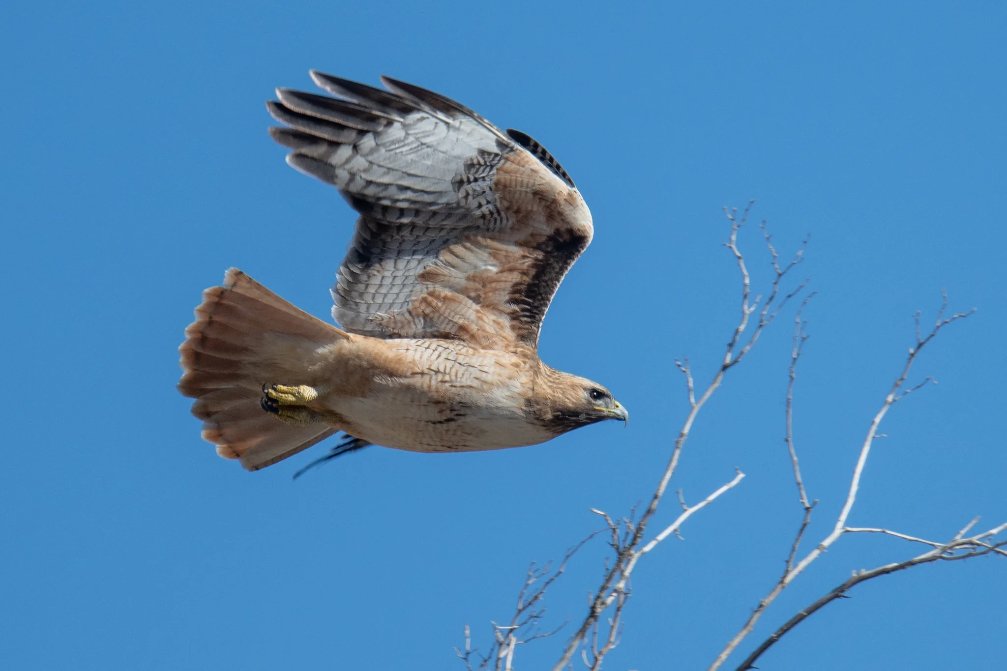 Red-tailed Hawk (Buteo jamaicensis)