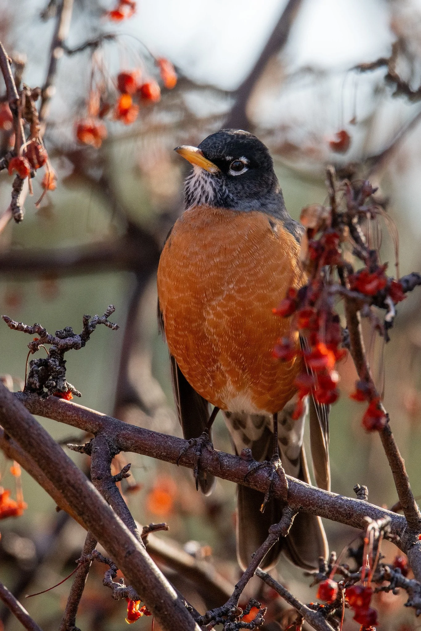 American Robin (Turdus migratorius)