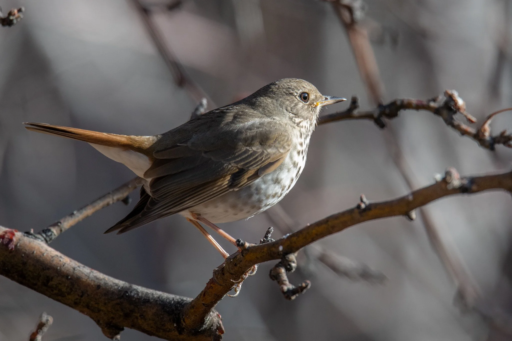 Hermit Thrush (Catharus guttatus)