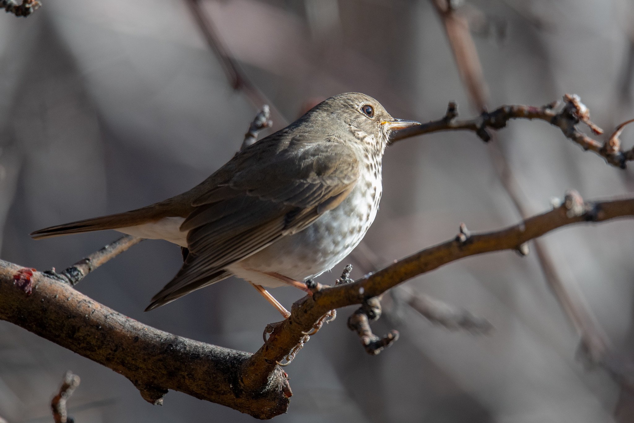 Hermit Thrush (Catharus guttatus)