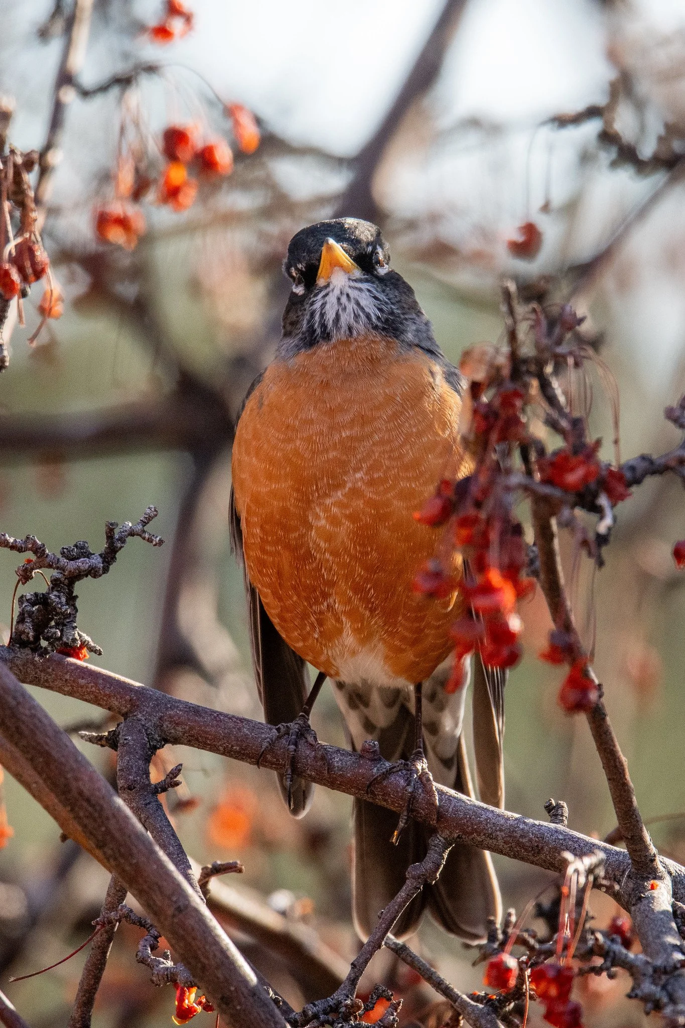 American Robin (Turdus migratorius)