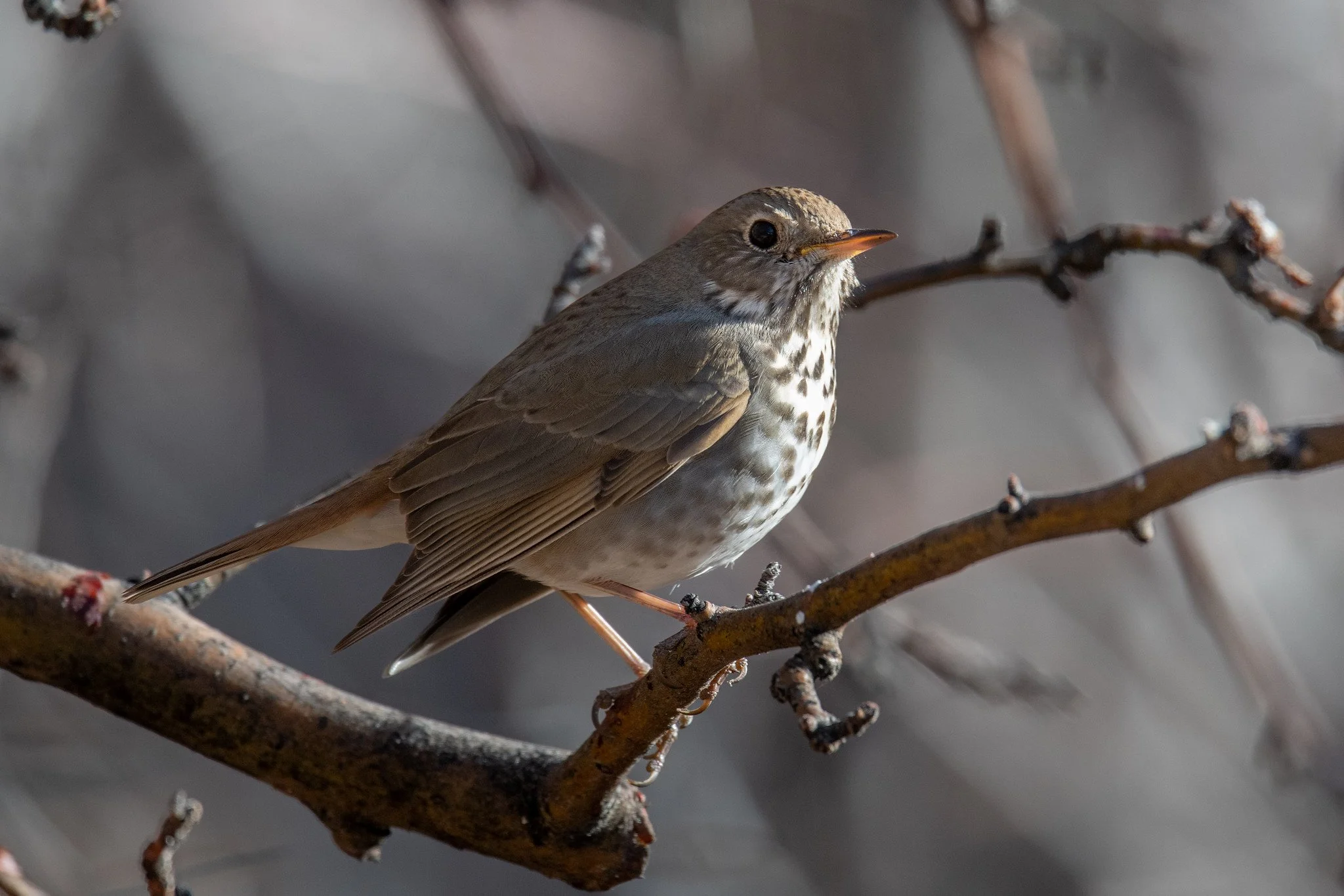 Hermit Thrush (Catharus guttatus)