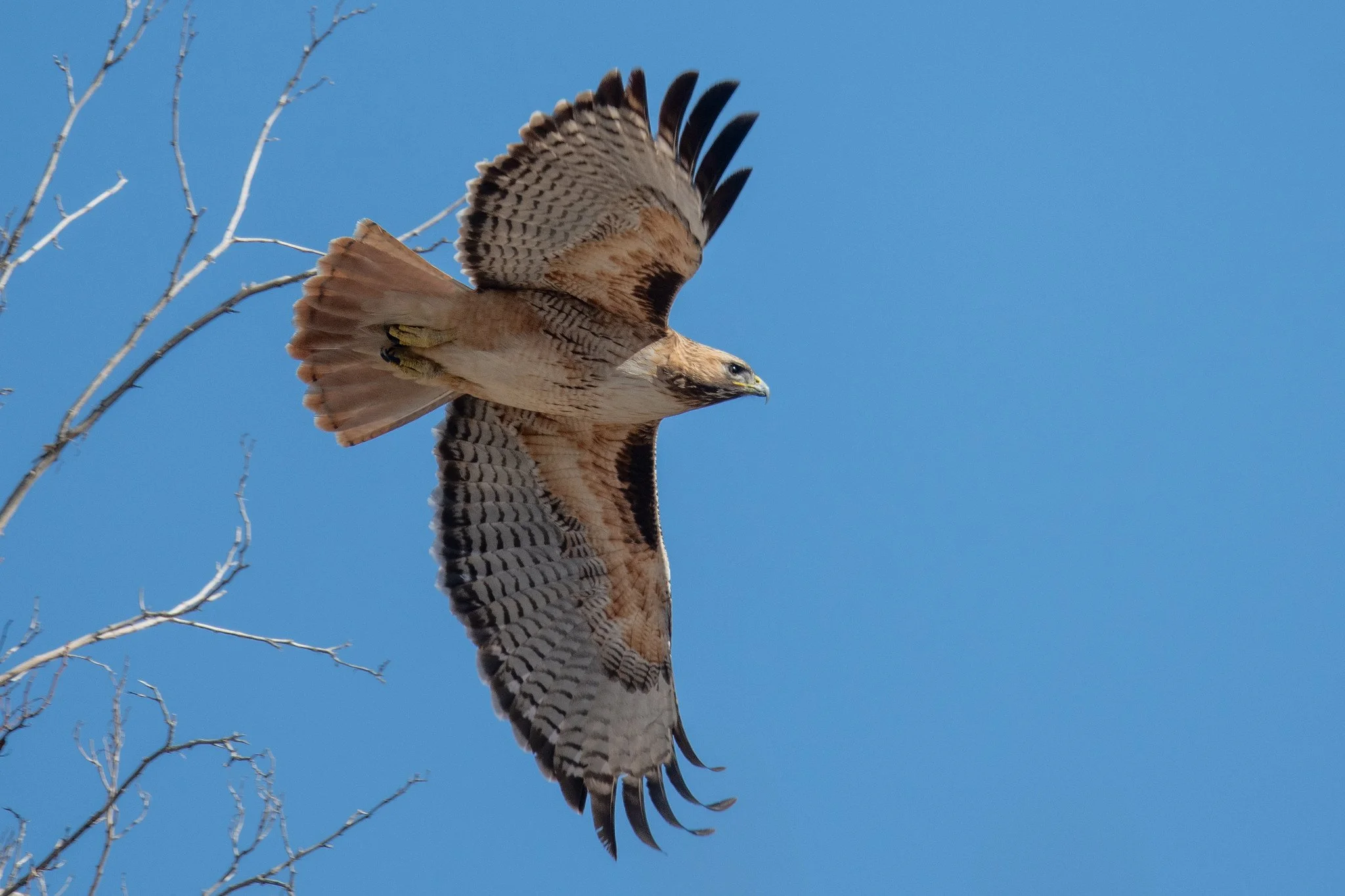 Red-tailed Hawk (Buteo jamaicensis)