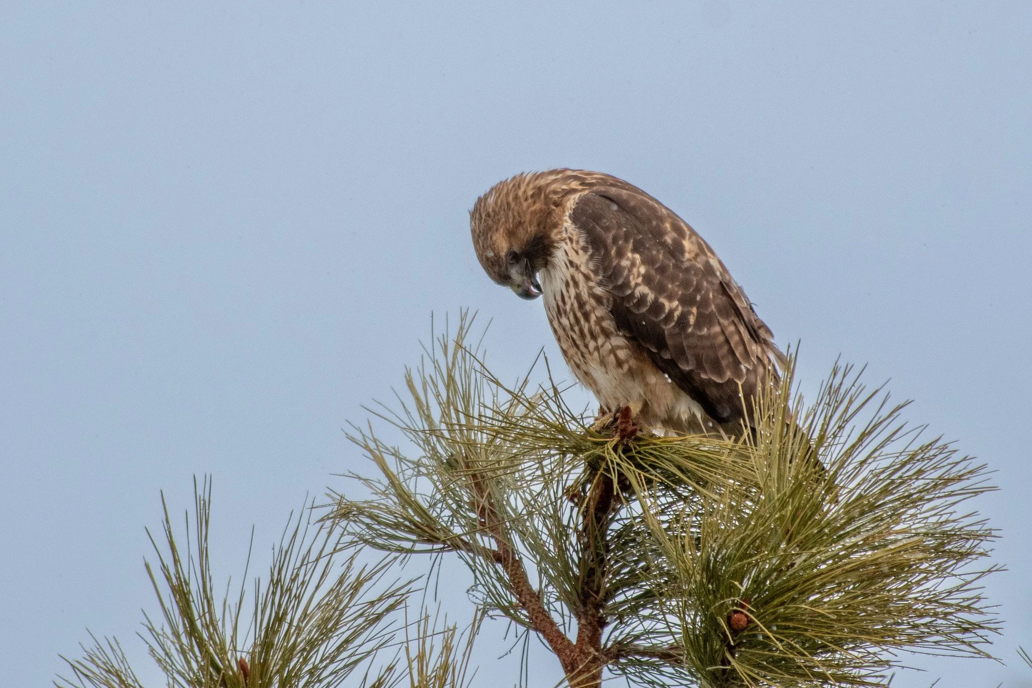 Red-tailed Hawk (Buteo jamaicensis)