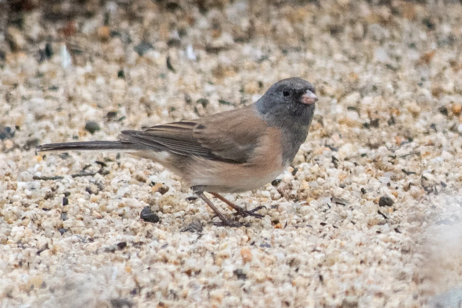 Dark-eyed Junco (Junco hyemalis)