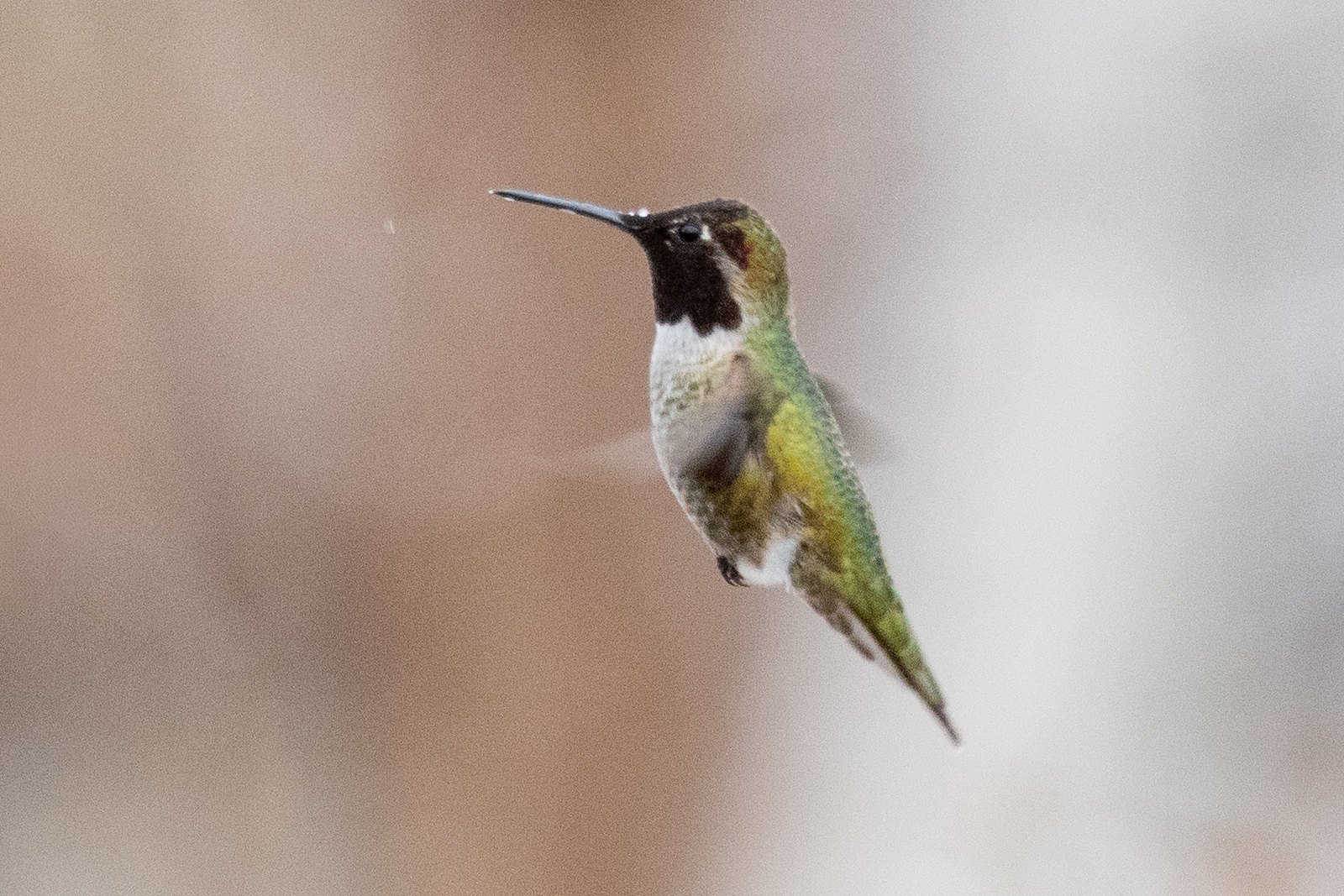 Anna's Hummingbird (Calypte anna)