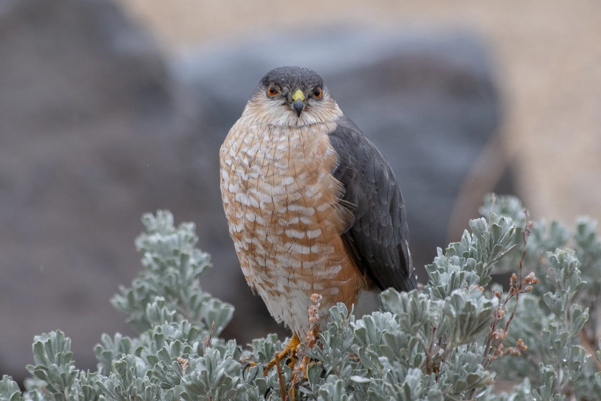 Sharp-shinned Hawk (Accipiter striatus)
