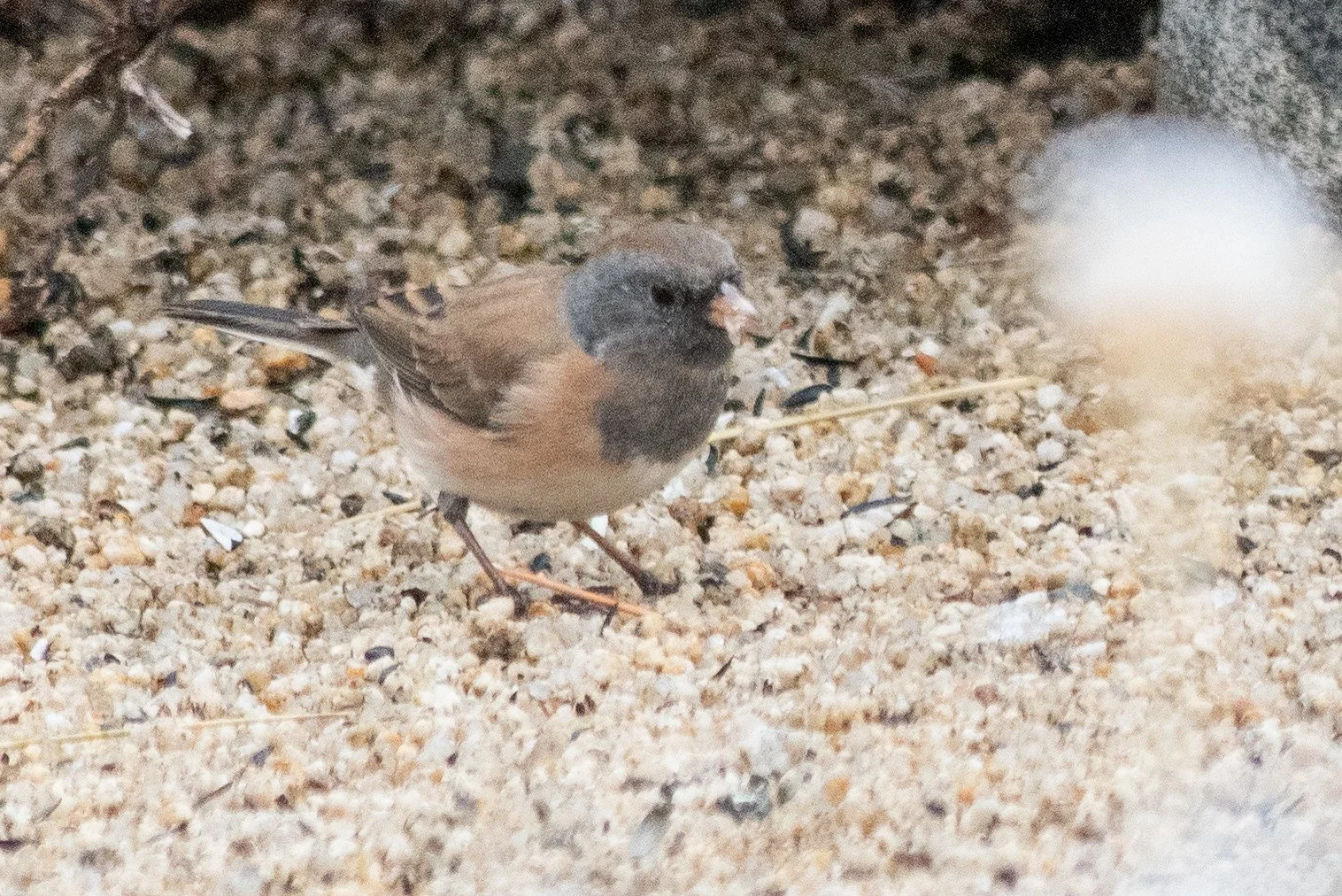 Dark-eyed Junco (Junco hyemalis)