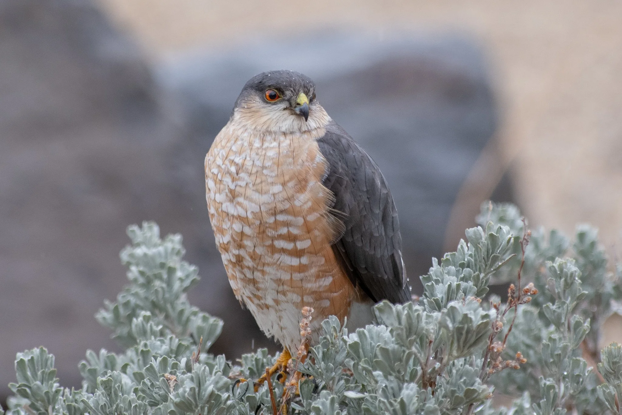 Sharp-shinned Hawk (Accipiter striatus)
