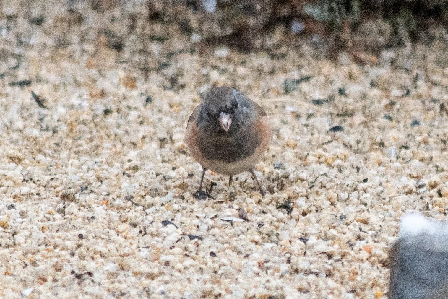 Dark-eyed Junco (Junco hyemalis)