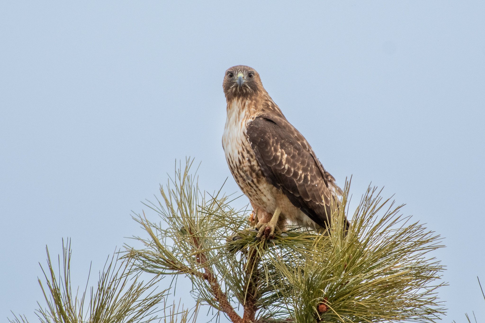Red-tailed Hawk (Buteo jamaicensis)