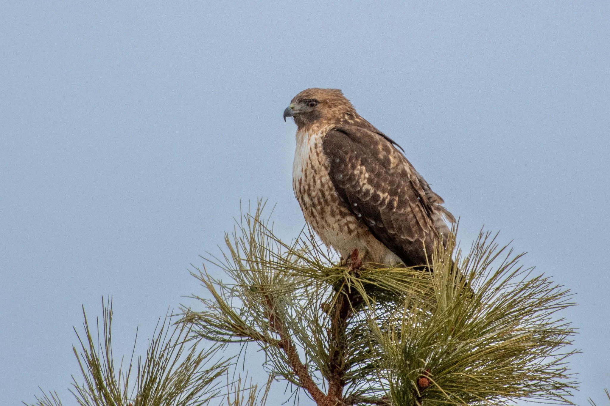 Red-tailed Hawk (Buteo jamaicensis)