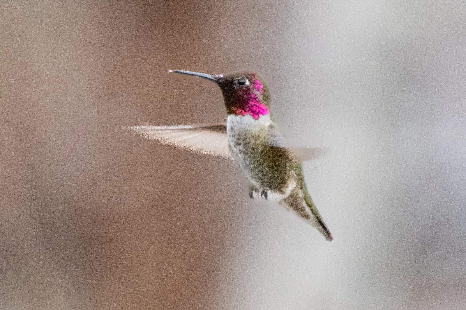 Anna's Hummingbird (Calypte anna)