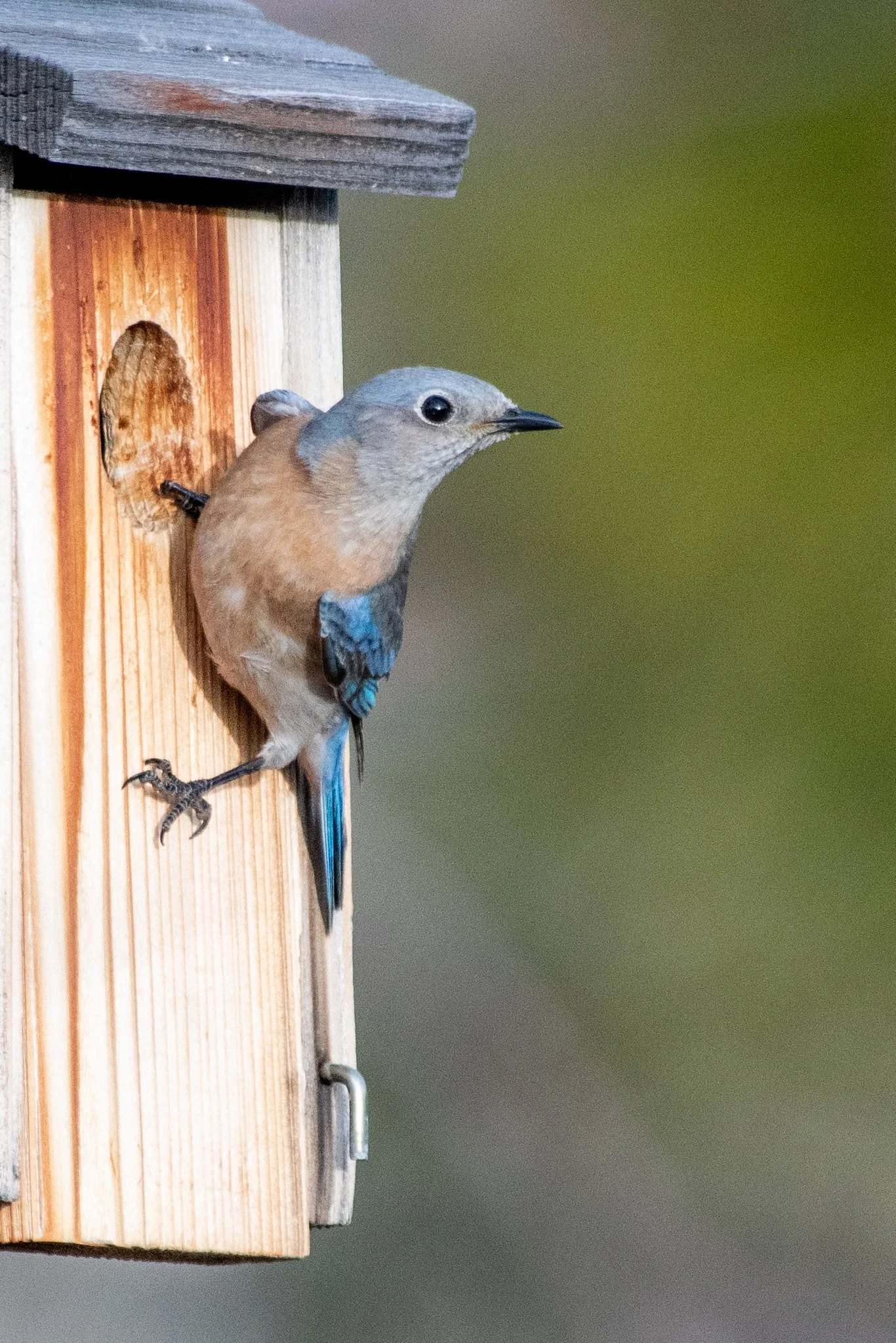 Western Bluebird (Sialia mexicana)