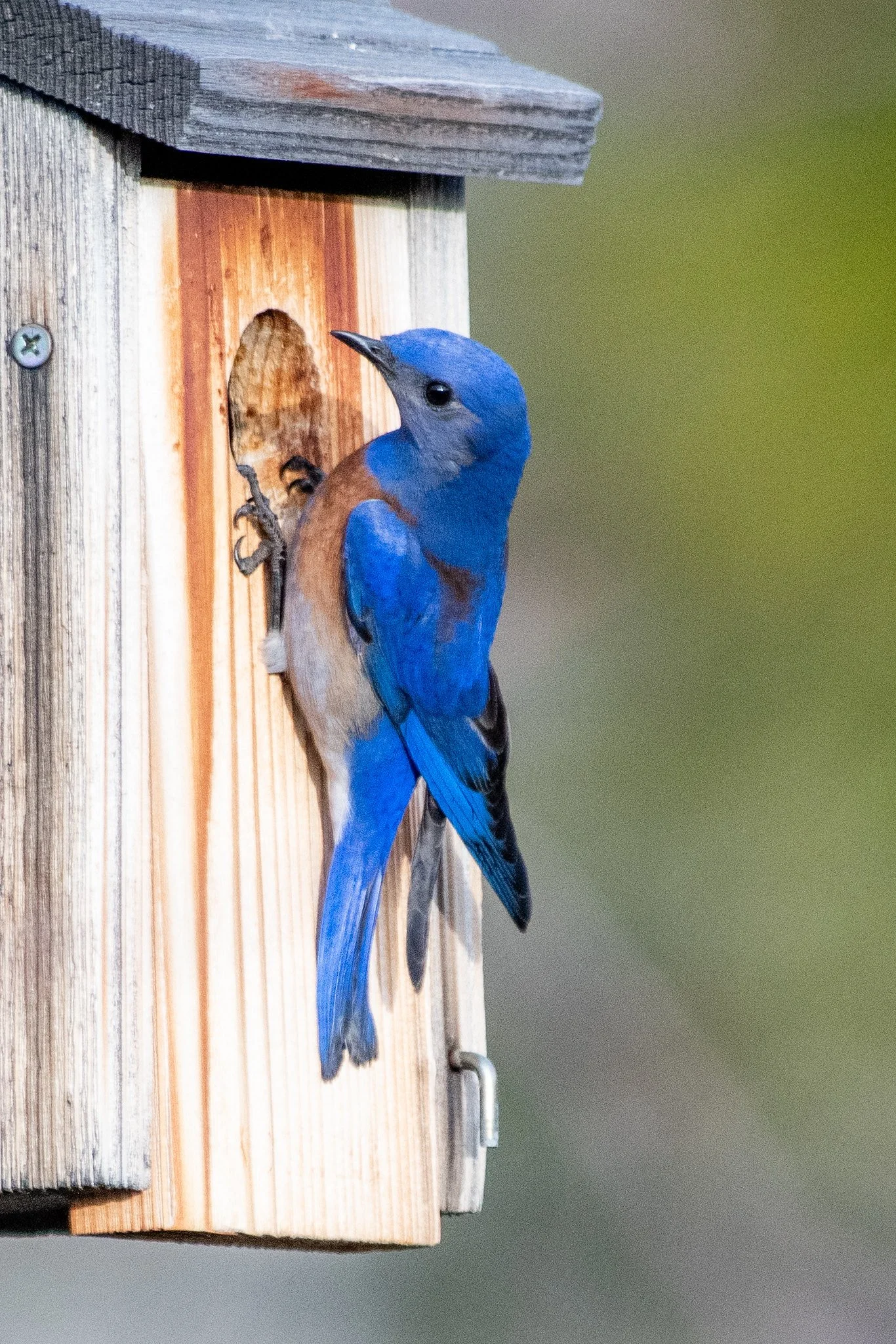 Western Bluebird (Sialia mexicana)