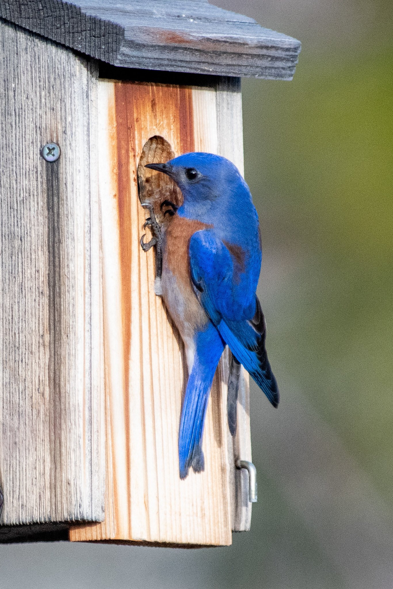 Western Bluebird (Sialia mexicana)