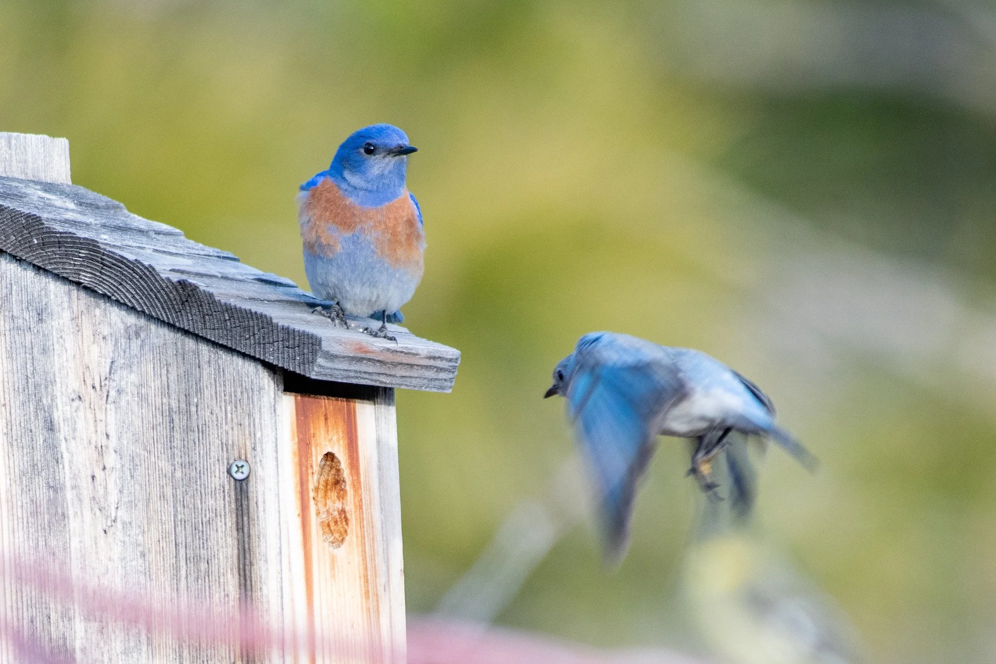 Western Bluebird (Sialia mexicana)