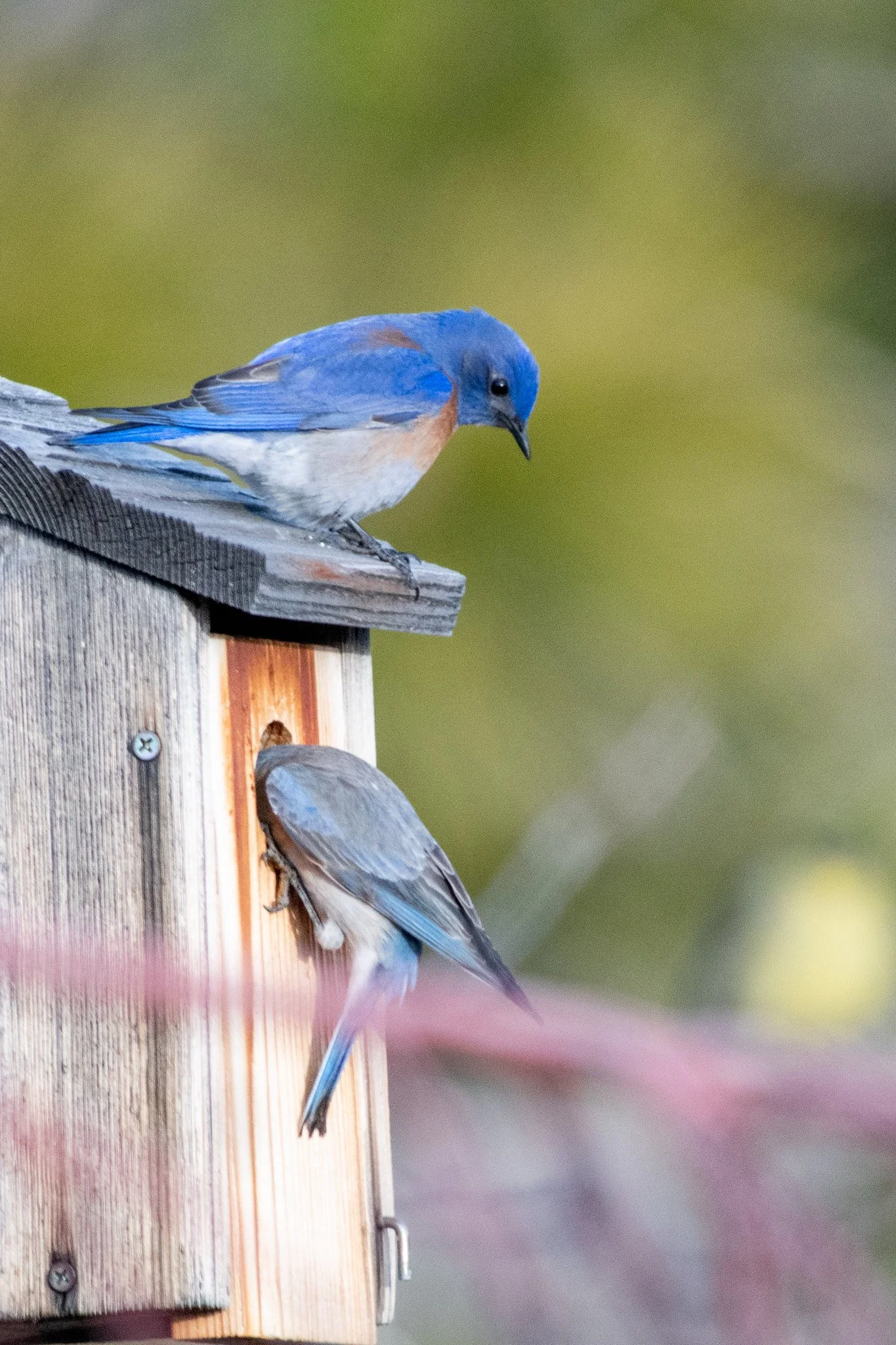 Western Bluebird (Sialia mexicana)