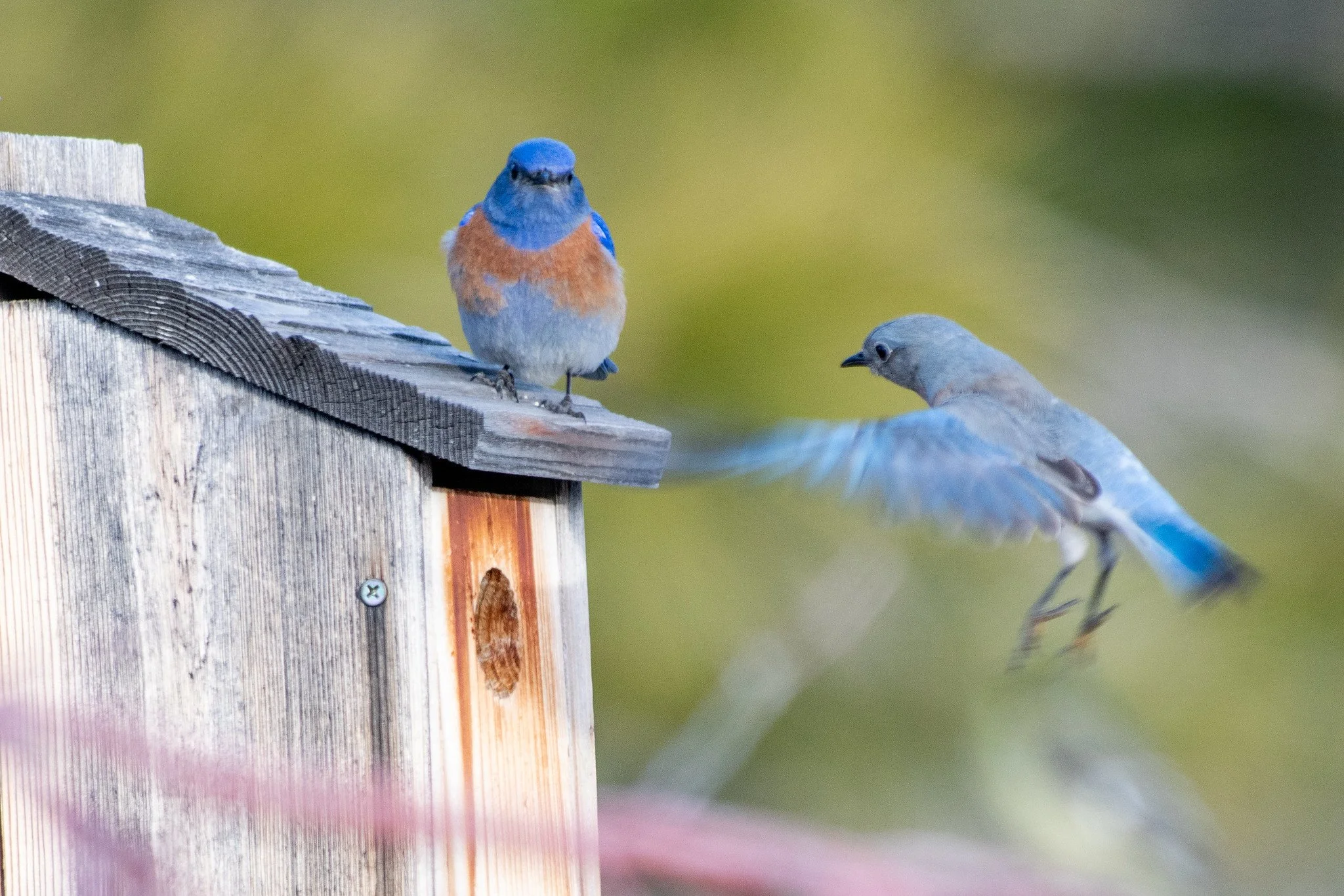 Western Bluebird (Sialia mexicana)