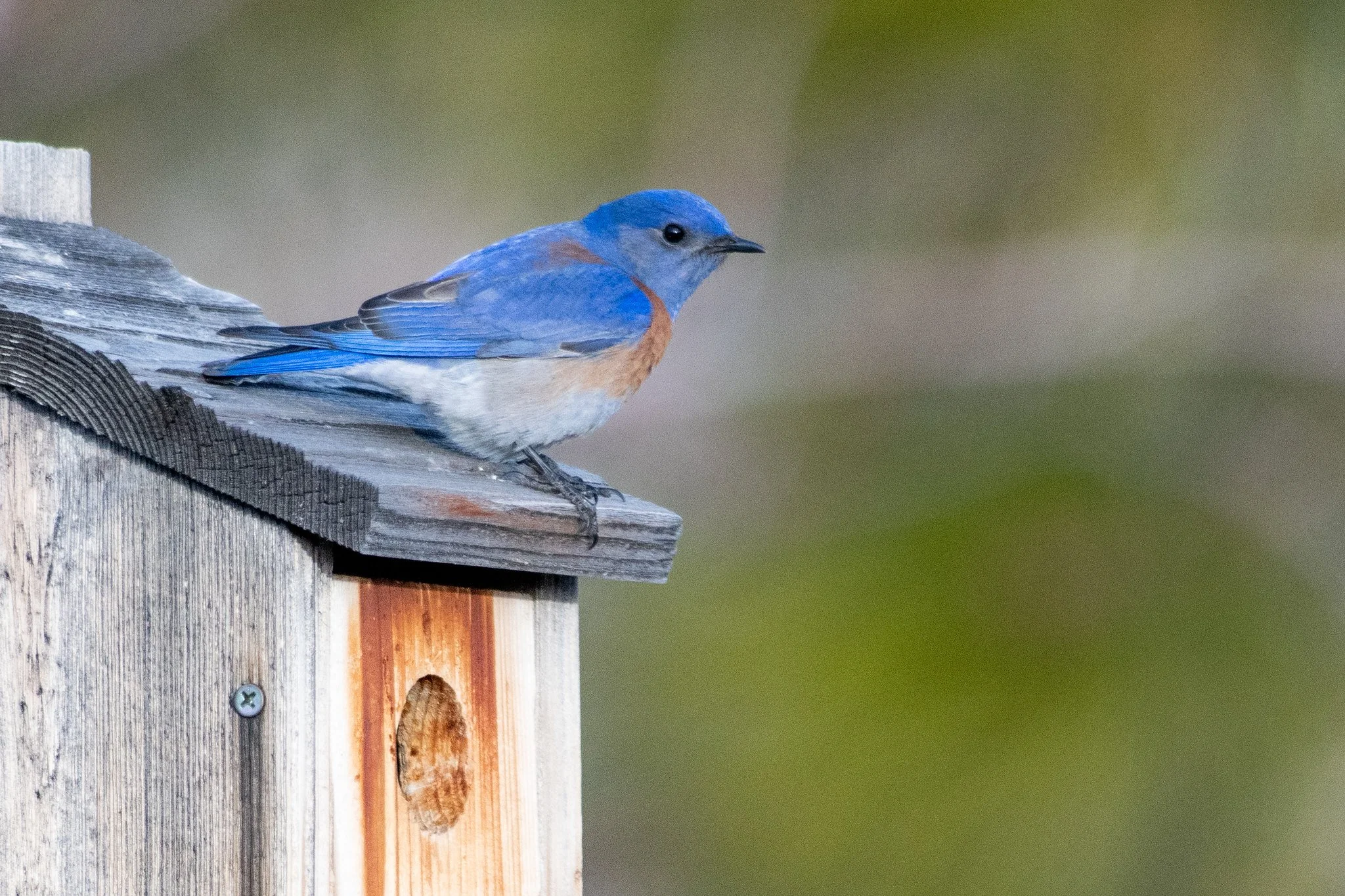 Western Bluebird (Sialia mexicana)