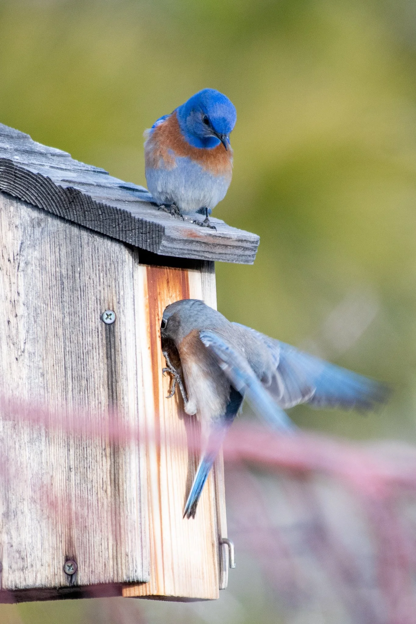 Western Bluebird (Sialia mexicana)