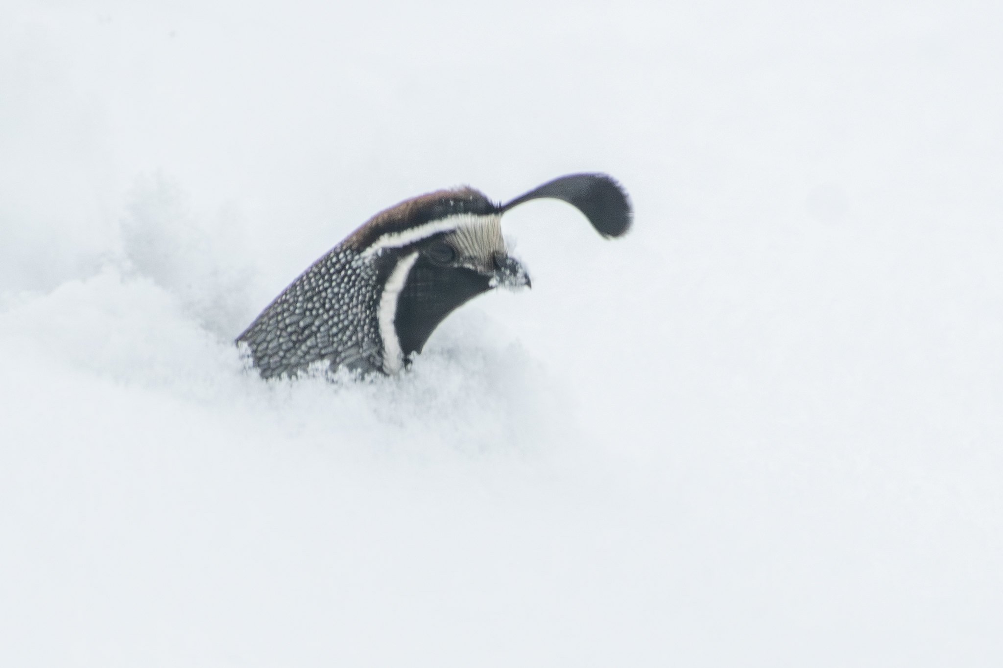 California Quail (Callipepla californica)